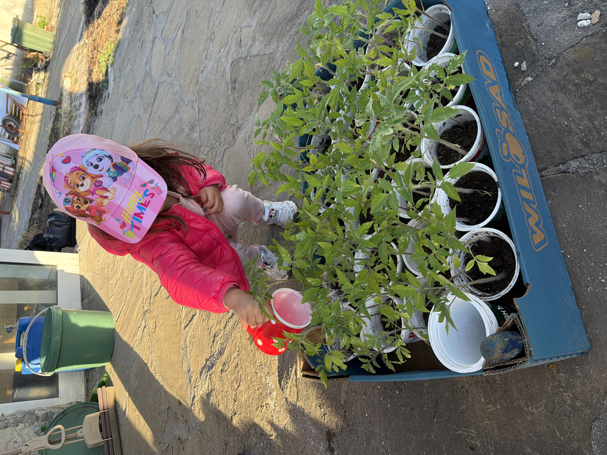 A young girl in a pink jacket and Paw Patrol cap is watering tomato plants in pots inside a blue Wild Saad box outdoors. The setting appears to be Dabnik, Bulgaria. The girl is kneeling on a paved surface, holding a red watering can. A green bucket and other gardening items are visible in the background.