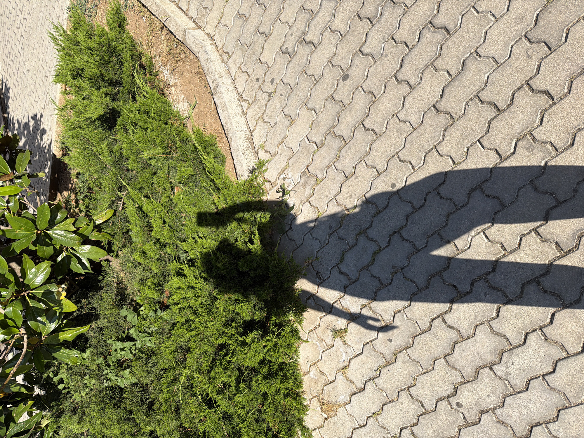A shadow of a person taking a selfie with a mobile phone is cast across a paved walkway and green bushes. The walkway is made of interlocking concrete pavers. The bushes are dense and green, with some dry leaves and soil visible around their bases. In the background, large, glossy green leaves of a tree are partially visible, along with some dry branches. The sun is casting strong shadows, indicating it is likely daytime. The setting appears to be an outdoor public space, potentially a park or a promenade in Budva, Montenegro. The shadow shows the outline of a person's head and arm holding a phone, with their body casting a long shadow extending down the walkway.