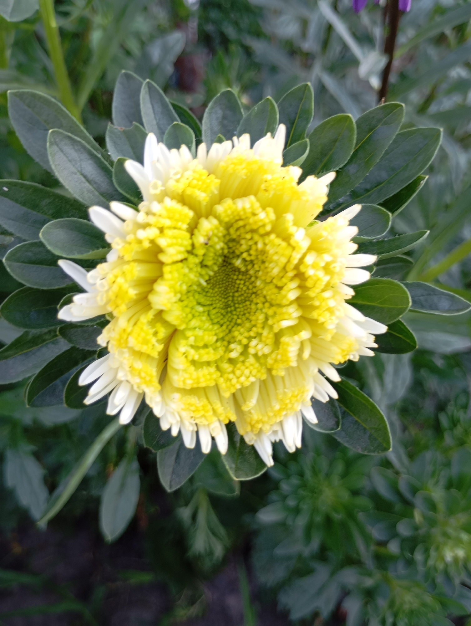 A close-up, high-angle shot focuses on a blooming yellow and white aster flower. The flower's center is a vibrant yellow, transitioning to lighter yellow and white petals that surround it. Dark green, ovate leaves frame the flower, some appearing slightly fuzzy. The background is a blur of more greenery, suggesting an outdoor setting, possibly a garden or park in Horishni Plavni, Ukraine. The lighting is even, with no harsh shadows, indicating a cloudy day or the flower being in shade. There are no people or animals visible in the image.