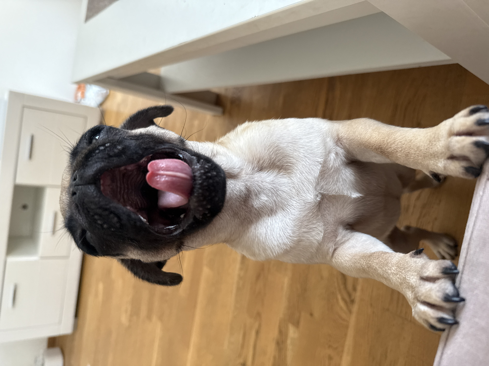 A fawn-colored pug puppy is shown from the chest up, standing on its hind legs and reaching up with its front paws. The puppy's mouth is wide open in a yawn, revealing its tongue and the inside of its mouth. Its eyes are closed, and its ears are floppy. The puppy is in an indoor setting, with a wooden floor and a white cabinet in the background. A portion of a white table is visible on the right side of the frame.