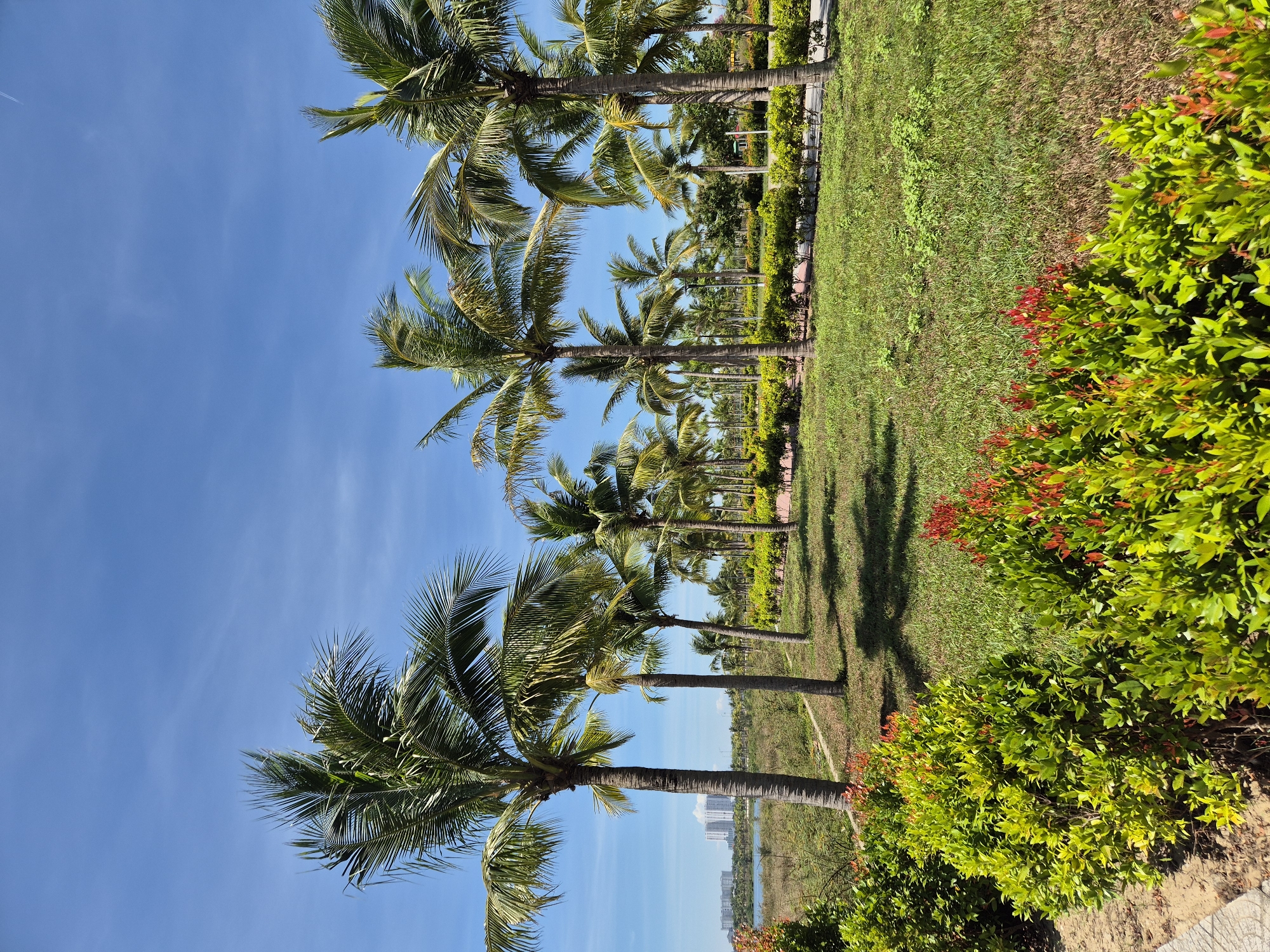 The image captures a sunny day in Đà Nẵng, Vietnam, likely at a park or resort area near the coast. In the foreground, a line of vibrant green bushes with reddish new growth runs along a sandy path. Behind this, a well-maintained lawn is dotted with shadows from the numerous palm trees that dominate the midground. The palm trees, of varying heights, create a tropical ambiance, their fronds rustling gently in the breeze under a clear blue sky. In the background, a body of water is visible, with several tall, modern buildings lining the distant shore. The scene is serene and suggests a recreational or residential setting within the city.