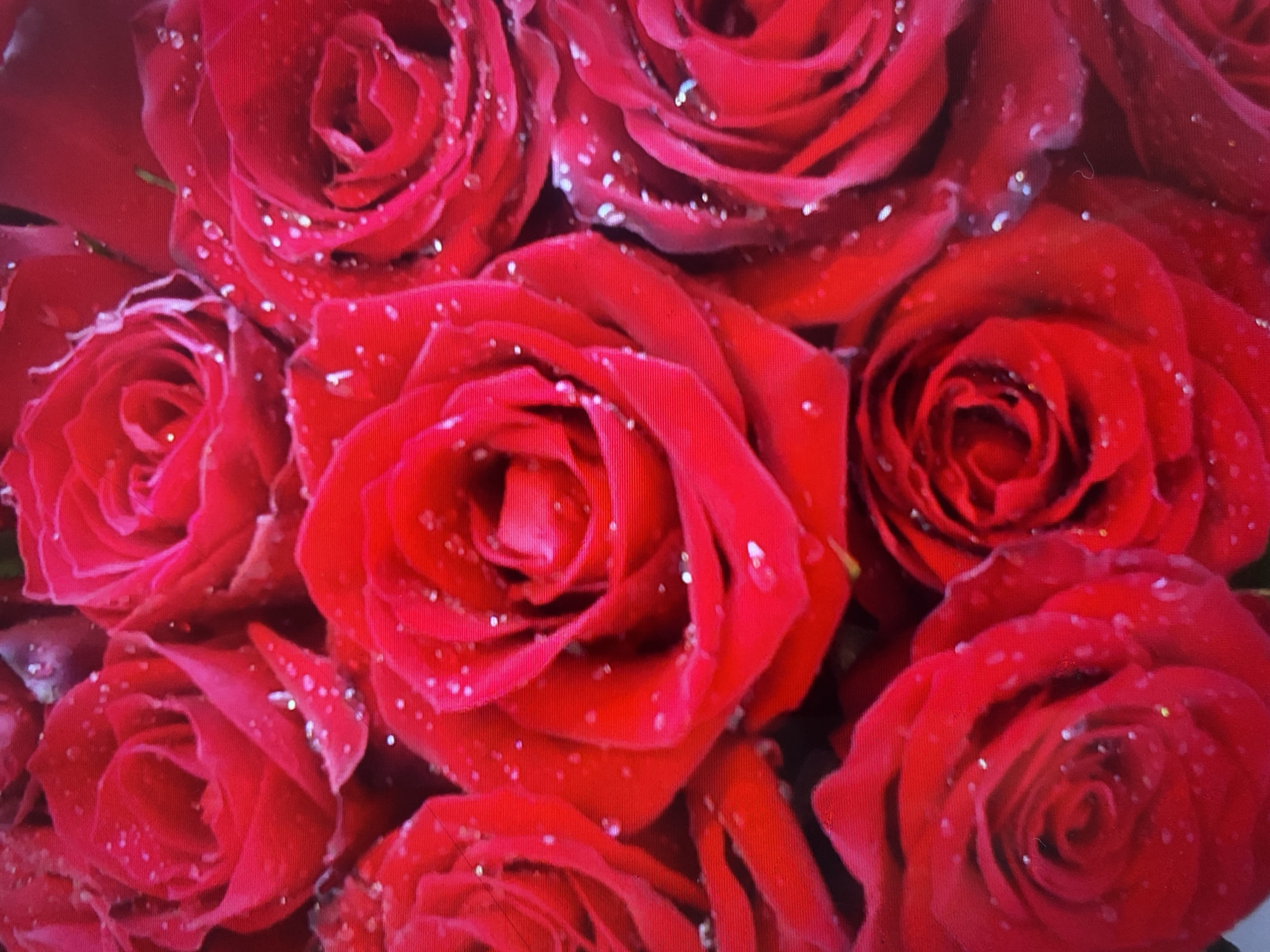 A close-up, high-angle shot captures a bouquet of vibrant red roses, their petals glistening with tiny water droplets. The roses are arranged tightly together, with their velvety surfaces filling the frame. The lighting is soft, highlighting the rich texture and deep color of the flowers. The image appears to be taken indoors or in a controlled setting, as there are no discernible background elements, and the focus is solely on the floral arrangement. There is no information in the image to suggest a specific location in Kuala Lumpur, Malaysia.