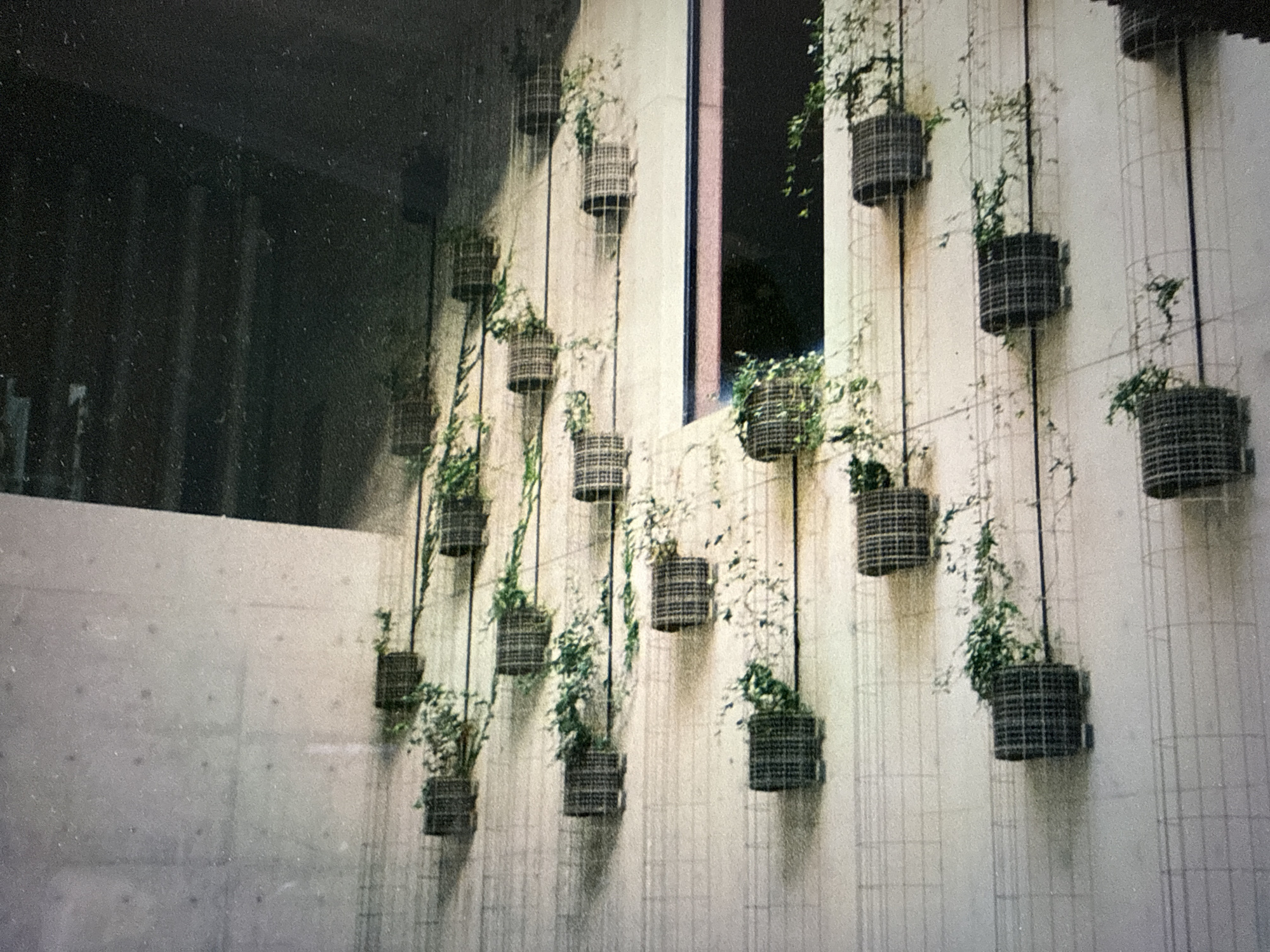 The image depicts a vertical garden on a wall, possibly exterior. The location is Almaty, Kazakhstan, as specified. The garden consists of numerous wire baskets, each containing plants with trailing vines. The baskets are arranged in a grid-like pattern on the wall, supported by thin metal rods. A window is visible amidst the garden. The wall is made of concrete, showing some discoloration. The lighting appears somewhat dim and diffused. There are no people visible in the image.