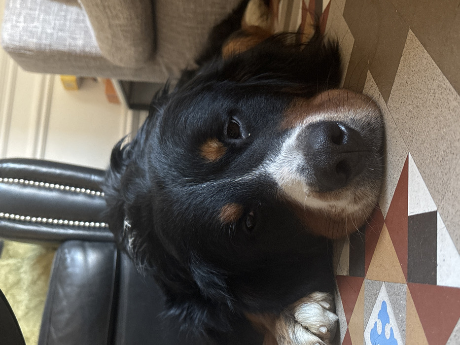 The image displays an adult, tri-color canid, consistent with a Bernese Mountain Dog, resting in a prone position on a patterned tile floor. The dog's head, featuring black, white, and tan fur, a black nose, and partially lidded dark eyes, is centered in the frame, with its chin contacting the floor. Its left front paw is visible, tucked near its head.
In the background, fragmented views of household furniture are visible: a dark, possibly leather, armchair with metallic studding along its backrest is partially visible on the left. To the right, a section of a light-colored, fabric-upholstered sofa is present. Between and behind these furniture items, a light-toned wall with white architectural molding is apparent.
The floor is composed of hydraulic tiles, exhibiting a geometric pattern of tessellated squares. Each square is formed by triangles in shades of red-brown, light gray, dark brown, and white, with a distinct blue pattern element visible on the far left. This specific style of hydraulic tile flooring is a characteristic feature of early 20th-century Modernista architecture prevalent in **Barcelona, Spain**, indicating the scene is located within an interior space of such a building in that city. No human subjects are present; the dog is stationary and appears to be resting.