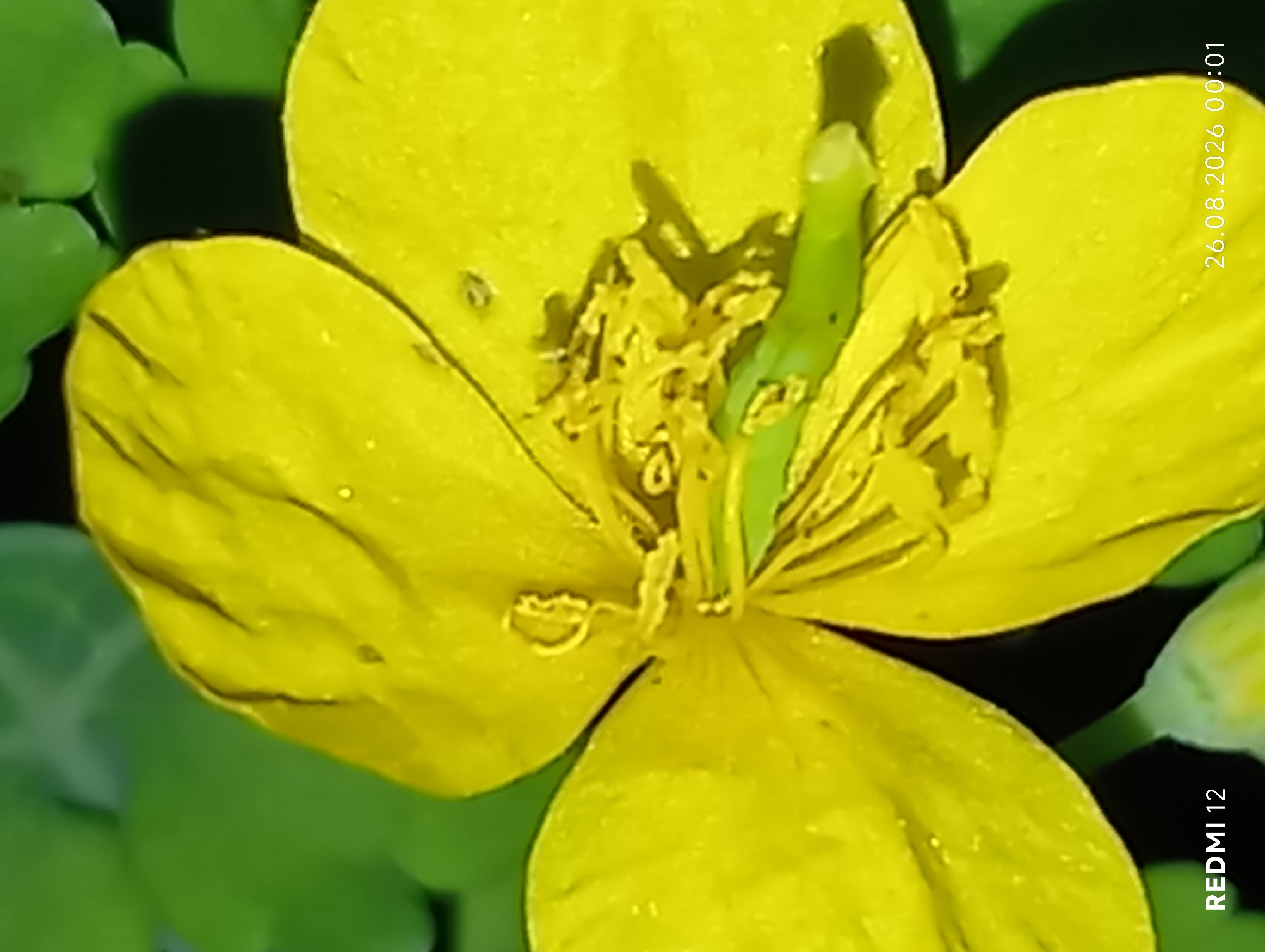 A close-up, high-angle shot of a bright yellow flower, possibly a celandine, dominates the frame. The flower has four petals, with some appearing slightly wilted or creased. The center of the flower reveals intricate stamen and pistils, with a green stem-like structure extending upwards. The background is a blur of green leaves and dark shadows, suggesting an outdoor environment. In the lower-left corner of the image, the text "REDMI 12" is visible, indicating the phone model used for capture. In the lower-right corner, the date and time "26.08.2026 00:01" are imprinted, which is likely a timestamp from the device. This image does not contain any identifiable landmarks of Smila, Ukraine.