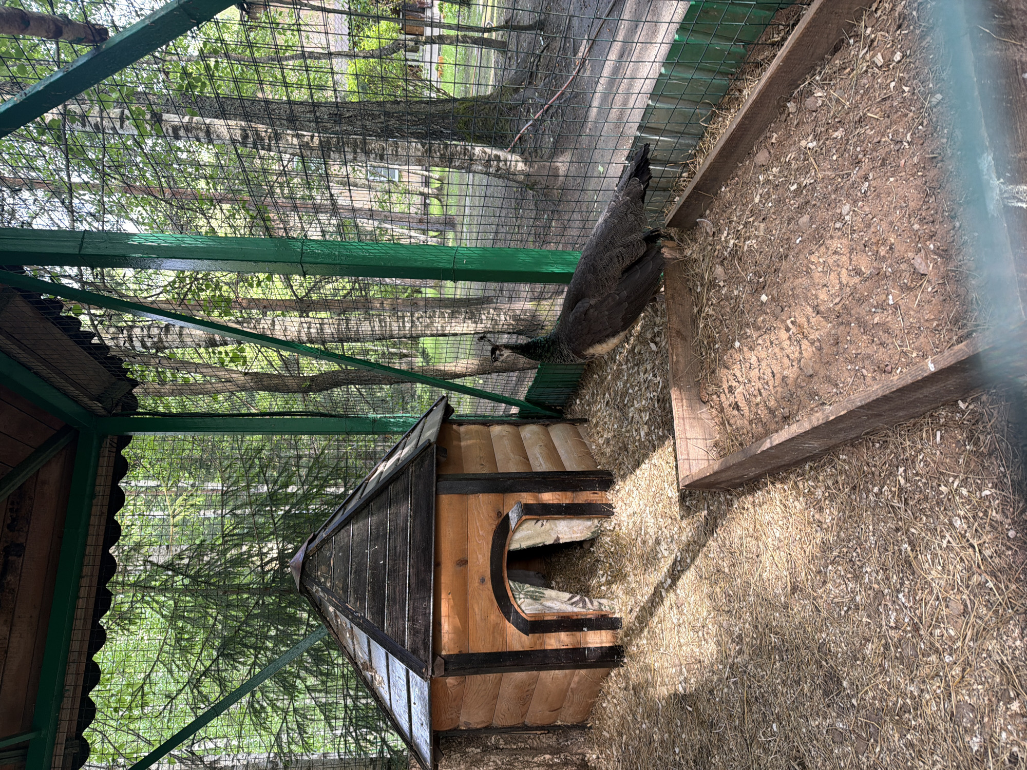 The image shows a peacock inside an enclosure in Zaplav'e, Russia. The enclosure has a green-painted metal frame covered with wire mesh. Inside, there is a small wooden dog house-like structure with a rounded entrance. The floor of the enclosure is covered with dry grass or hay. The peacock stands near the side of the enclosure. Outside the enclosure, trees and foliage are visible.
