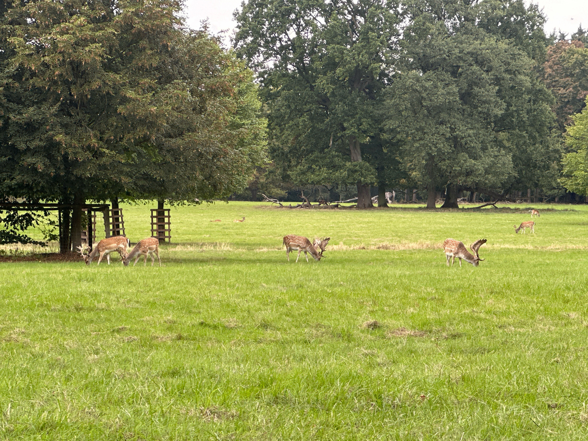 The image depicts a grassy field with several deer grazing in the foreground and middle ground. In the background, a dense line of trees forms a natural boundary, with large, mature oak trees dominating the scene. To the left, a wooden fence structure is visible. The lighting suggests an overcast day. The location is identified as the Dülmen, Germany, which is known for its wild horse population and natural park areas.
