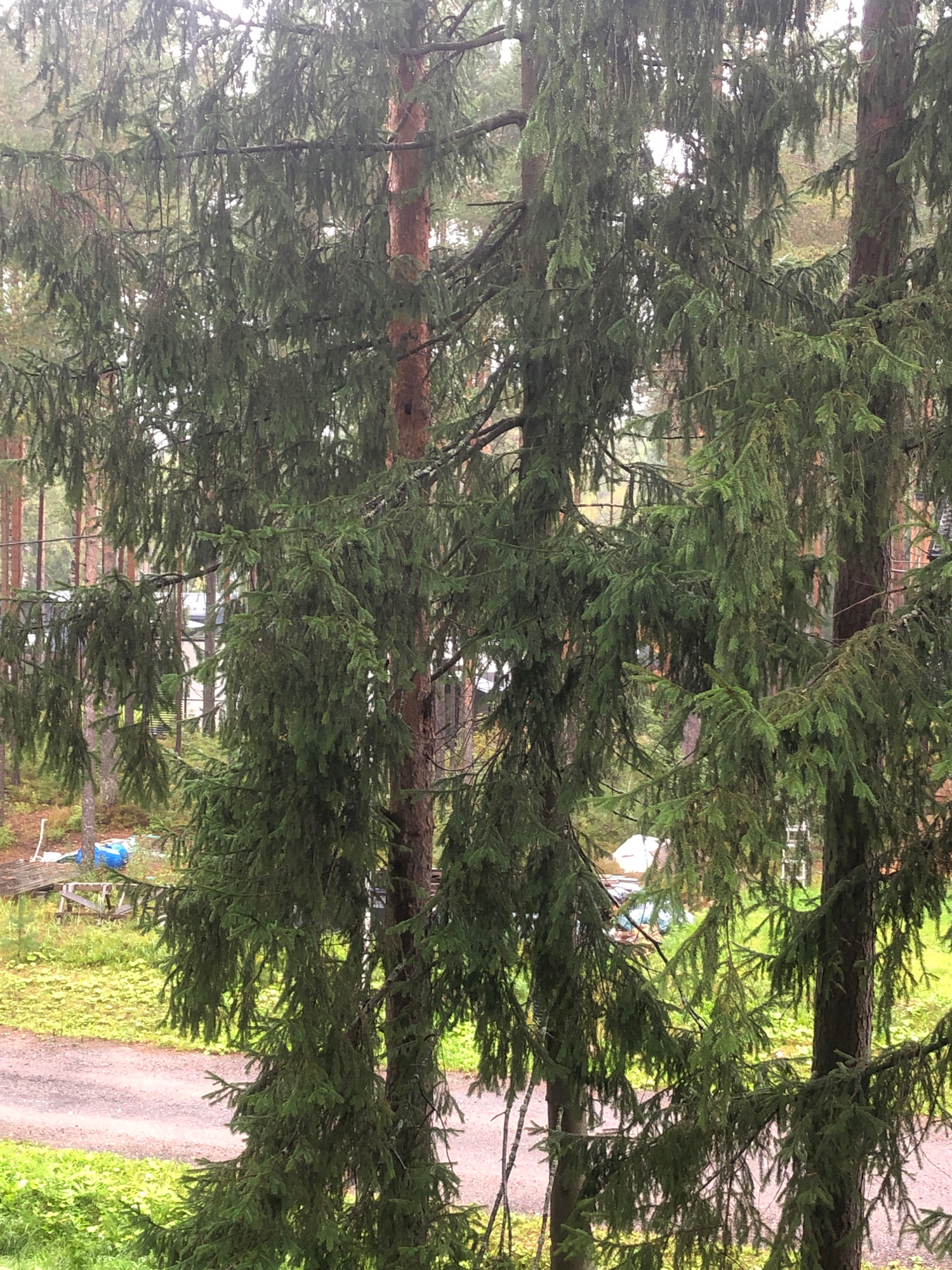 The image is a medium shot, taken outdoors, of a dense evergreen forest. The foreground is dominated by the branches and needles of several large fir trees, their boughs hanging low and obscuring much of the background. The foliage is a deep, dark green, suggesting a humid or damp environment.
In the midground and background, through gaps in the trees, glimpses of a rural or semi-rural setting are visible. There appears to be a dirt or gravel road winding through the scene, with patches of green grass and low-lying vegetation bordering it. Further in the distance, structures that resemble sheds or small buildings can be seen, along with what looks like wooden fencing or a makeshift structure. A blue tarp is visible on the ground near some wooden planks, suggesting some form of outdoor storage or construction. The overall atmosphere is subdued, possibly due to overcast weather, as the lighting is diffused and the sky is not directly visible. There are no people or animals present in the image. The location is identified as Unknown, Russia.