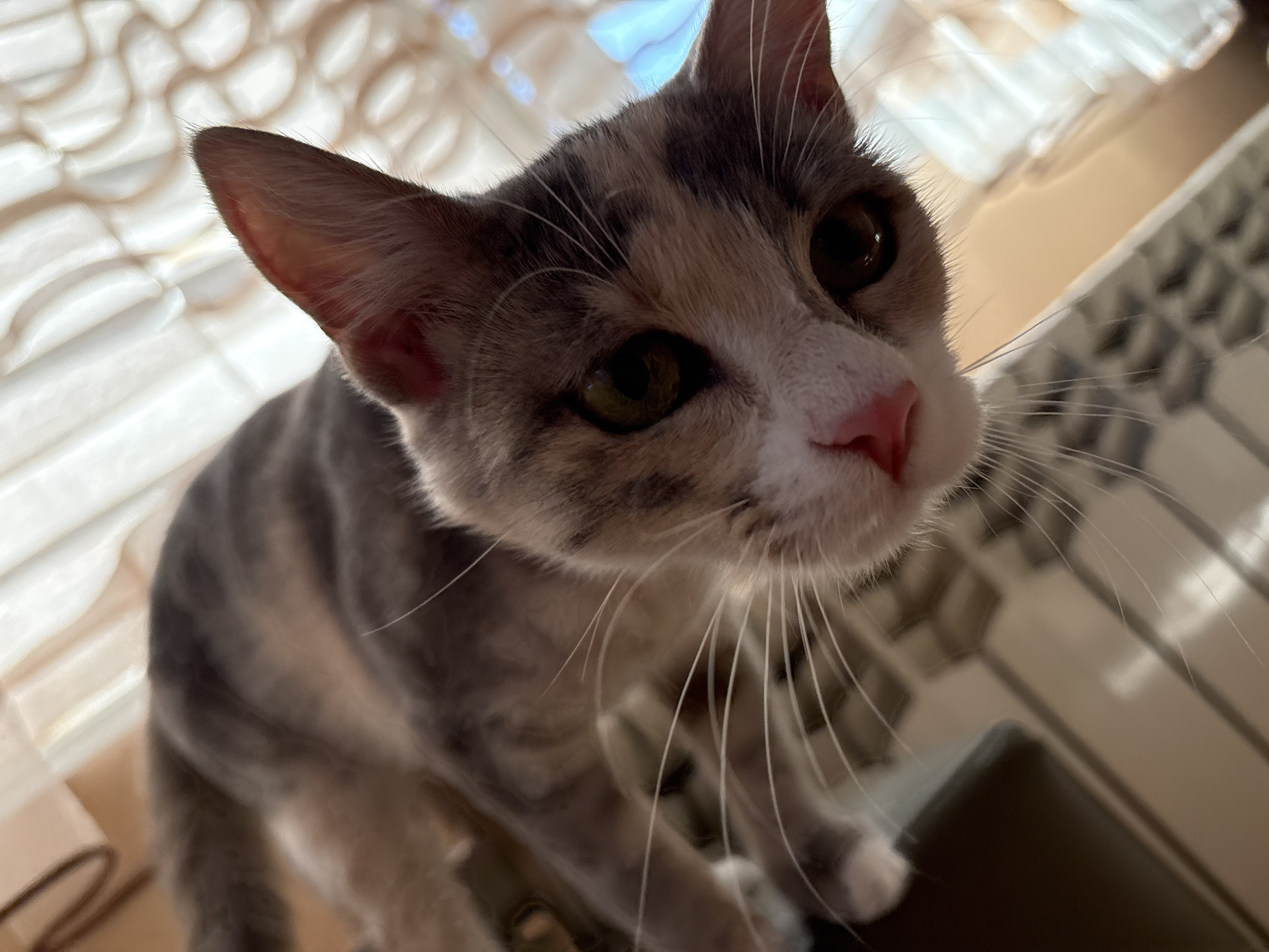 A calico cat is captured in a close-up, low-angle shot, with its head tilted towards the camera. The cat has grey, white, and light brown patches, with green eyes and a pink nose. Its long whiskers are prominent against its face. The background is blurred, showing translucent, textured curtains and a reflective surface that appears to be a table or floor. There are no people or recognizable landmarks of Provadia, Bulgaria in the image.