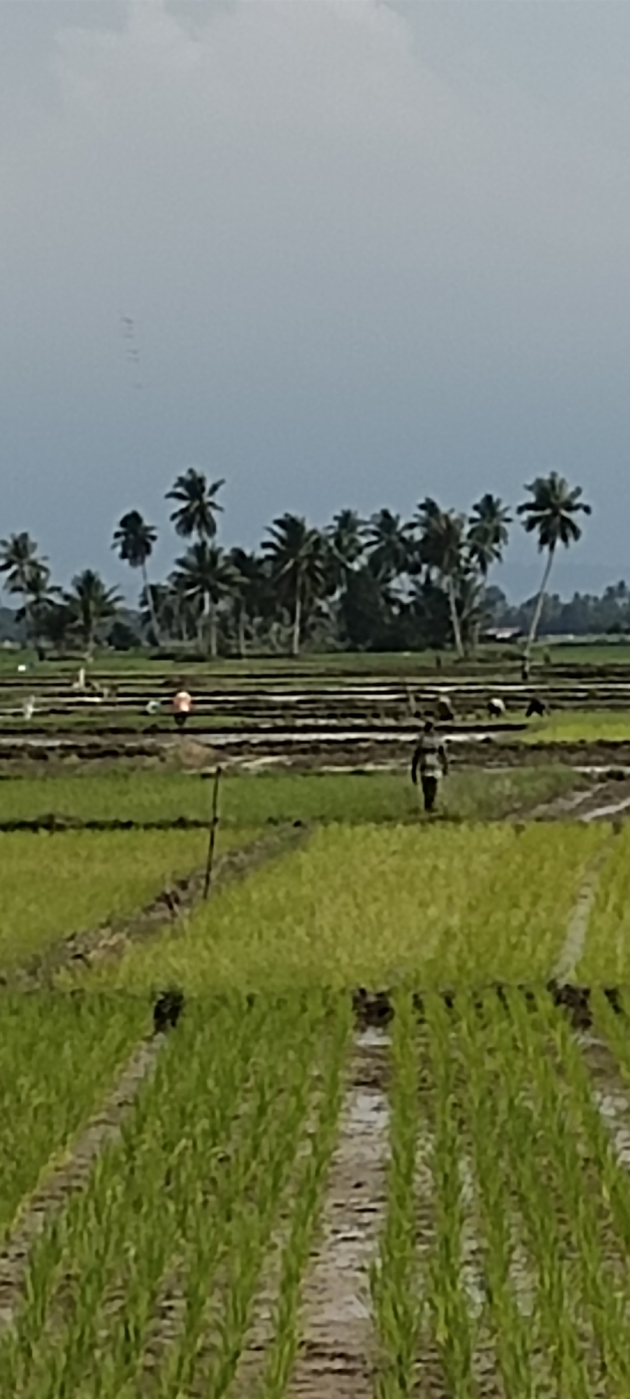 In the city of Peurupok, Indonesia, a vast rice paddy field stretches under a cloudy sky. The foreground features neatly aligned rows of young green rice plants, interspersed with muddy paths and small water channels. In the mid-ground, several individuals are engaged in agricultural work. One person, wearing a checkered shirt, walks across the field. Further back, other figures are scattered throughout the paddy, some tending to the crops and others seemingly resting. A line of palm trees creates a natural border on the horizon, with some greenery and structures visible behind them. A flock of birds is visible in the upper portion of the image, in flight against the overcast sky.