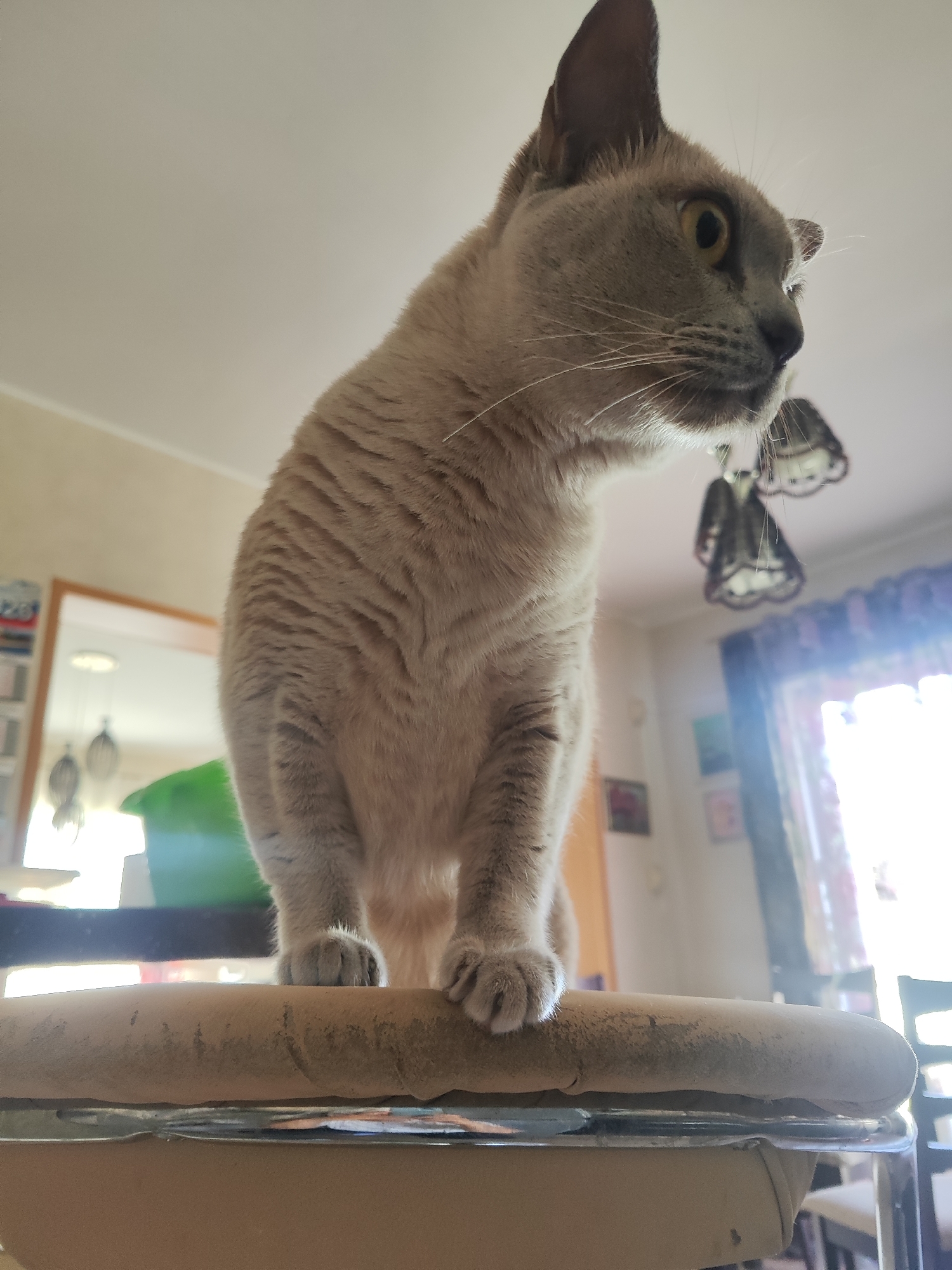 A light brown Burmese cat is perched on the edge of a tan chair, looking to its right. The cat's fur is short and sleek, with subtle stripes. Its eyes are a striking yellow-green, and its ears are pointed. The cat's front paws are visible, resting on the chair's cushioned seat. Behind the cat, the scene appears to be an indoor environment with a light-colored ceiling and walls. Two decorative light fixtures hang from the ceiling. A window with sheer curtains is visible in the background, letting in bright sunlight. The image appears to be taken in Gvardeysk, Russia, based on the provided context. The perspective is from a low angle, looking up at the cat.