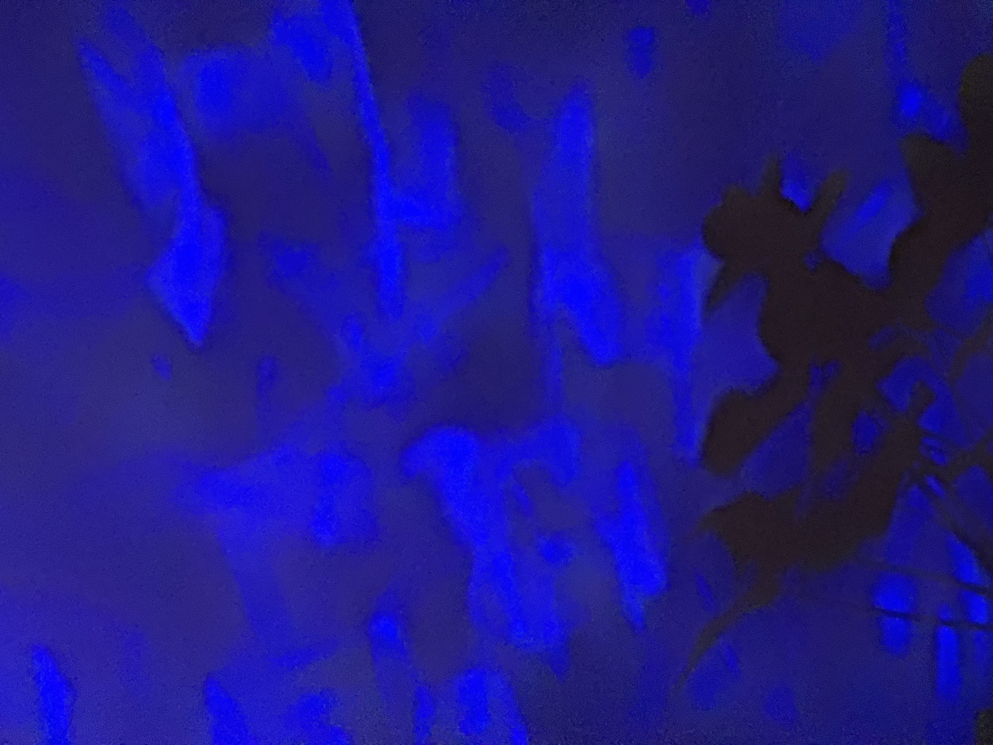The image shows a dark, blue-toned scene. In the lower left quadrant, there are diffuse patches of brighter blue, suggesting a light source reflecting off a surface. The right quadrant contains a silhouetted, dark object resembling foliage or possibly parts of a tree. Given the mention of Ново-Никольское, Russia, in the city, this area is presumably outdoors or near a location with plant life.