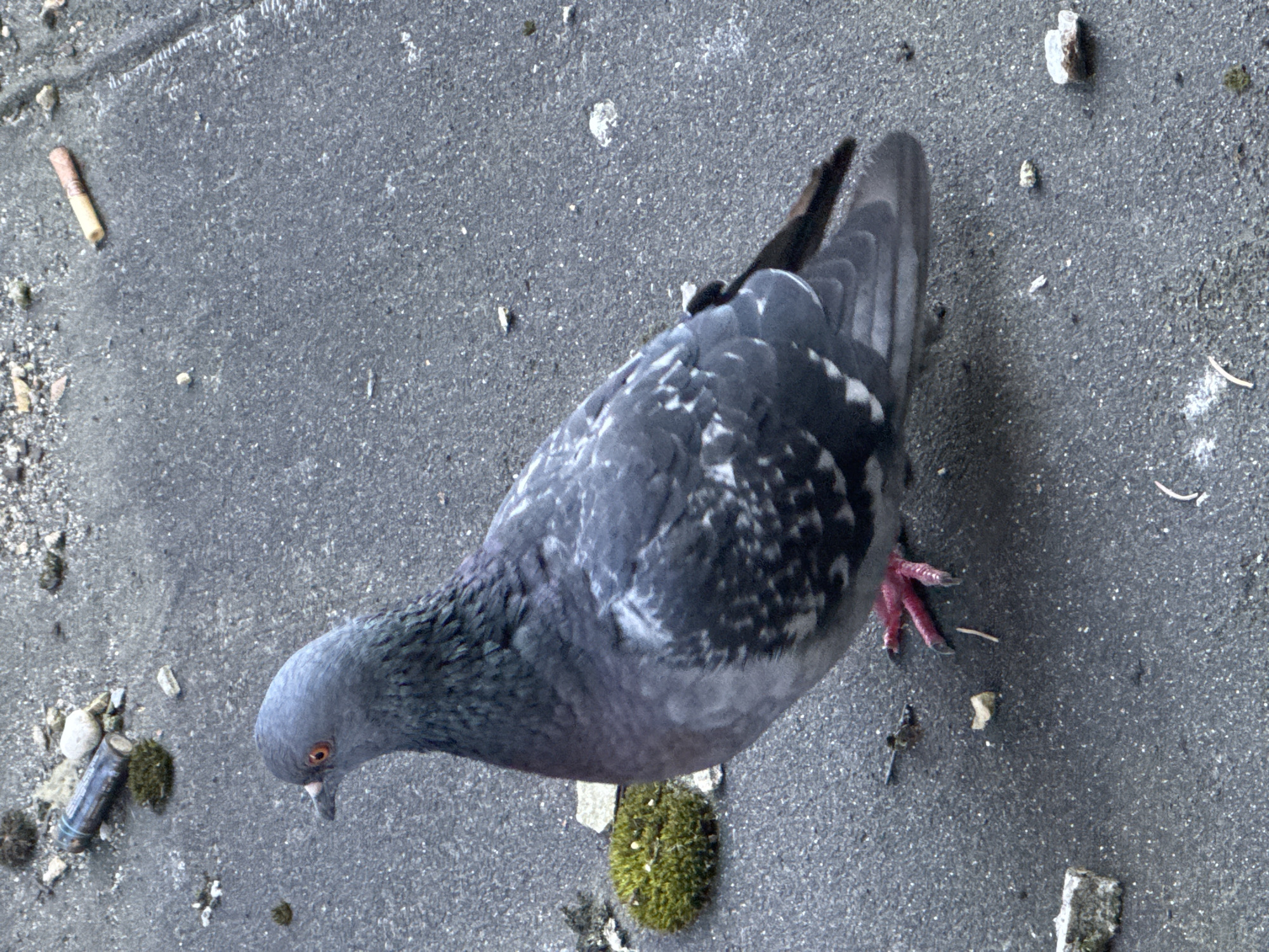A pigeon stands on a dark gray asphalt surface, its feathers a mix of grays and blacks with white speckles. Its legs and feet are a bright pink. Scattered across the asphalt are small pebbles, bits of debris, and a small clump of green moss. In the upper left quadrant of the image, a cylindrical object resembling a spent battery lies next to some small rocks and moss. Further to the right, near the top edge of the image, a discarded cigarette butt is visible. The pigeon's eye is orange. The scene appears to be an outdoor urban environment, possibly a neglected public space in Dedovsk, Russia.