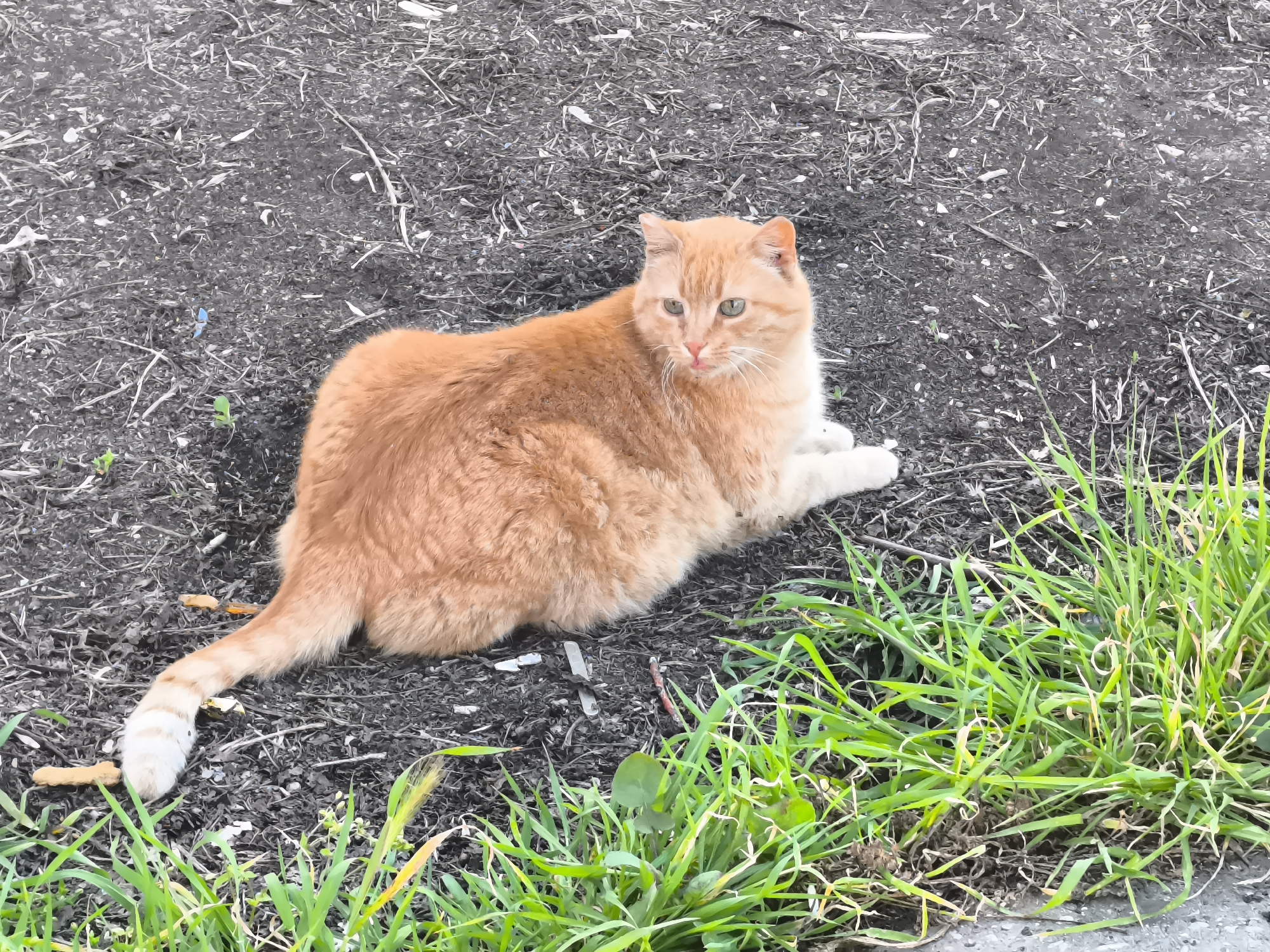 An orange tabby cat with a white-tipped tail is lying down in a patch of ground with dirt and grass. The cat is facing right, with its front paws extended slightly. The ground cover consists of dark soil with debris, transitioning into green grass at the bottom right. The location is Burgas, Bulgaria.