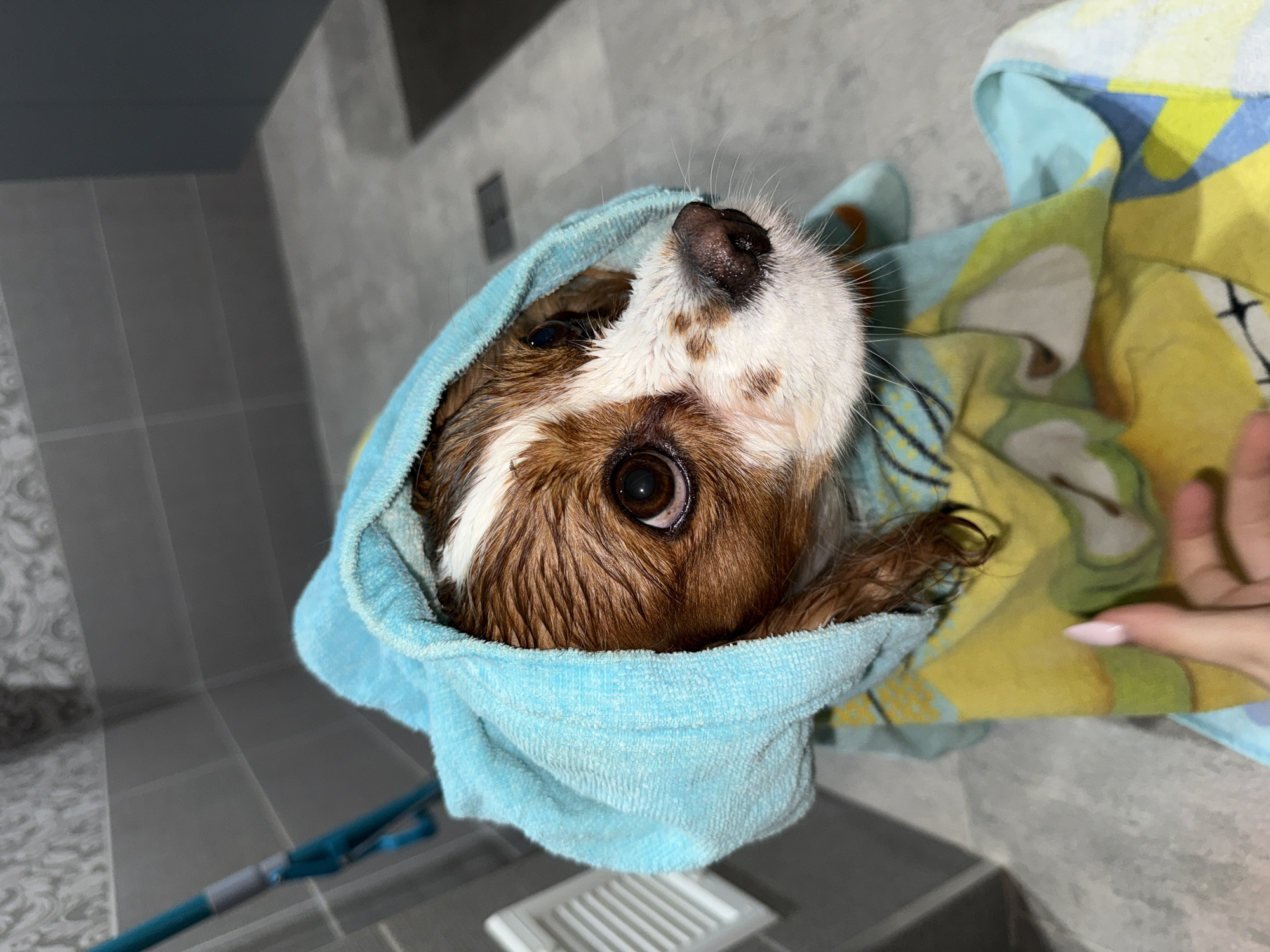 A close-up, high-angle shot features a small dog, possibly a Cavalier King Charles Spaniel, with wet brown and white fur, wrapped in a light blue towel after a bath. The dog looks upwards and slightly to the right with wide, dark brown eyes and a moist black nose, conveying an expression of curiosity or slight apprehension. Its fur is visibly damp and clumpy around its face and ears.
The dog is nestled against a second towel, yellow and blue with a faint pattern, visible on the right side of the frame. A human hand, with light pink manicured nails, is gently touching this patterned towel, suggesting a person is holding or comforting the dog.
The setting is an indoor space, likely a bathroom or utility room in Sofia, Bulgaria, characterized by gray tiled walls and a matching tiled floor. A blue floor cleaning tool, possibly a mop, is partially visible on the lower left. A white rectangular grate or vent is present on the floor in the bottom center of the image. The lighting is consistent with an indoor environment. No text is visible in the media file.
