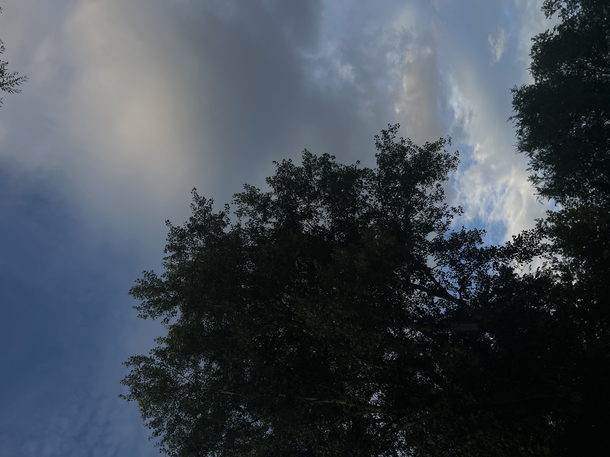 An upward-facing shot captures a silhouetted tree canopy against a dusky sky. Dark green leaves form a dense mass on the left and bottom of the frame, with a few lighter green branches reaching into the upper right. The sky is a gradient of deep blue at the top, transitioning to lighter blues and whites with scattered clouds, some of which are tinged with grey. The overall impression is of a moody, overcast sky at dusk. There are no people or buildings visible in the frame. The image provides no information about the location in the city of Ulyanovsk, Russia.