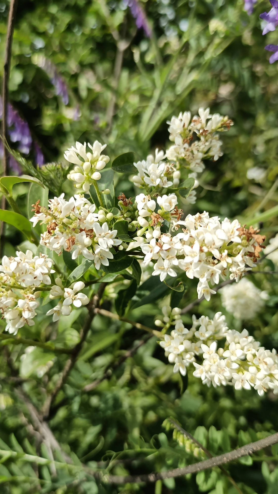 The image depicts a close-up of a flowering shrub in Mihaylovtsi, Bulgaria. The shrub features small, white, five-petaled flowers arranged in dense clusters along its branches. Some of the flowers appear to be past their prime, with browning or withered petals. The shrub has small, green, ovate leaves. The background is a mix of green foliage and hints of other plants, including some with purple flowers. The overall scene suggests a natural setting, possibly a garden or wild area within the city limits of Mihaylovtsi.