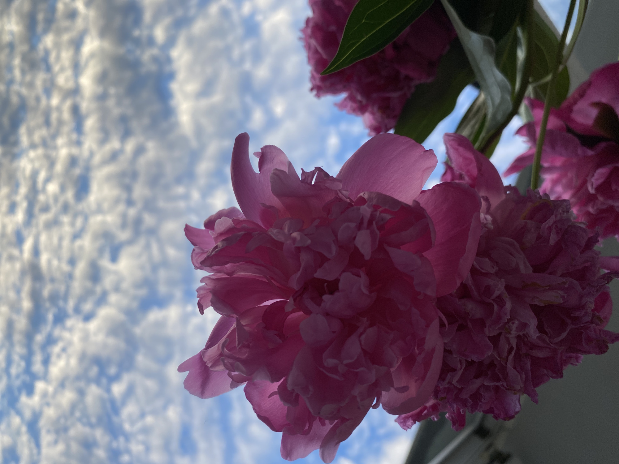 The image shows a close-up, low-angle view of vibrant pink peonies against a sky filled with fluffy white clouds. The flowers are the primary subject, with their delicate, ruffled petals dominating the foreground and midground. The lighting suggests it's daytime, possibly late afternoon or early morning given the soft, diffused light and the dramatic contrast of the bright flowers against the cloudy sky. The clouds are detailed and appear to be altocumulus, indicating fair weather.
The perspective of the shot, looking upwards at the flowers and sky, creates a sense of depth and emphasizes the natural beauty of the scene. There are hints of green leaves from the peony plant. The bottom right portion of the image shows a dark, out-of-focus area that might be a building or structure, providing a grounding element to the ethereal sky and flowers.
The overall mood is serene and perhaps a bit dramatic due to the strong contrast and upward gaze. There is no visible text in the image. The location context provided is Chaikovsky, Russia, suggesting this is a scene captured outdoors in that region. The focus is entirely on the natural elements, with the flowers and the sky as the main visual components.