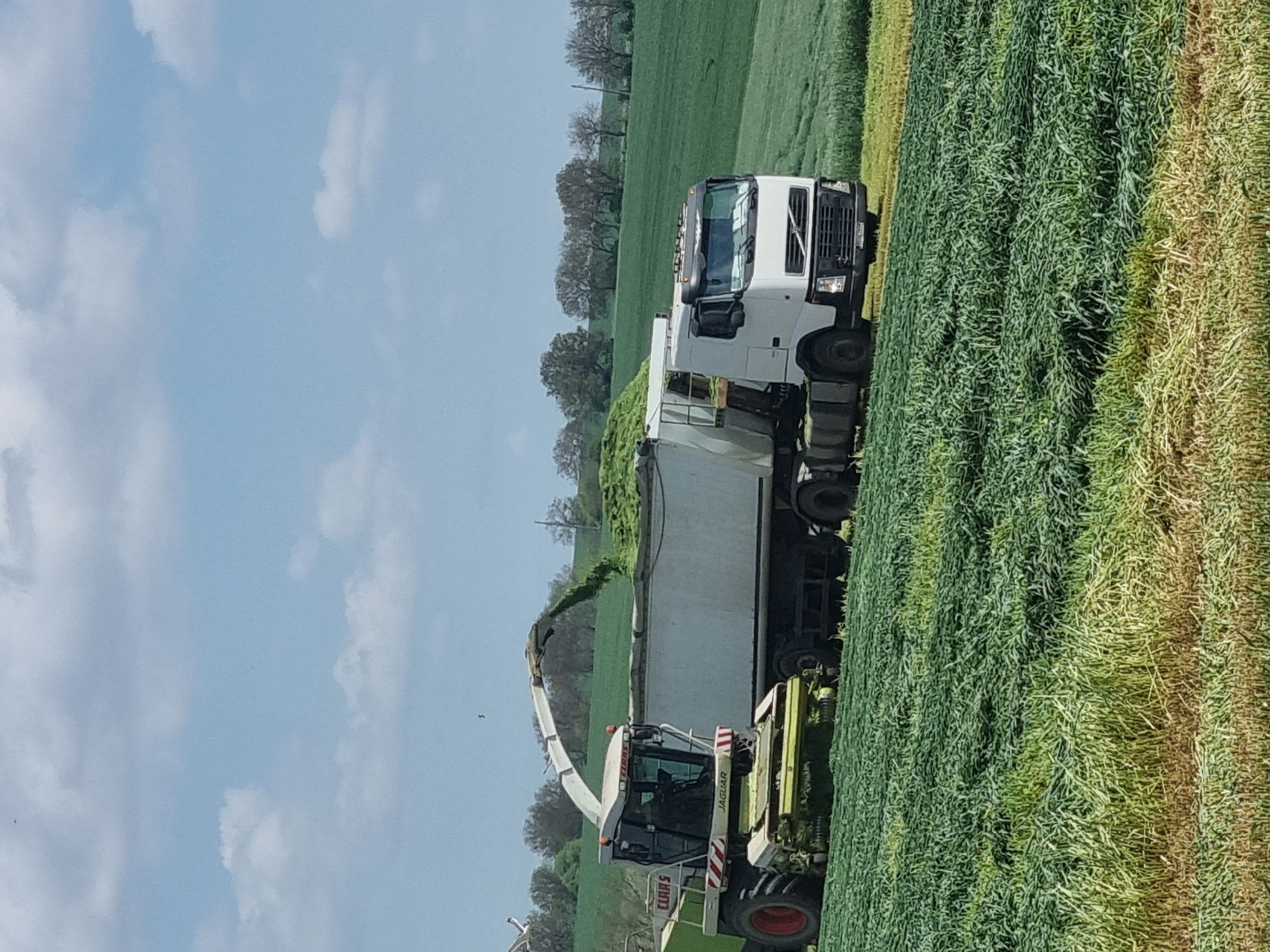 The image shows agricultural harvesting in a field in Ovcharovo, Bulgaria. A Claas Jaguar forage harvester is cutting a green crop, likely grass or hay, and is simultaneously loading it into a white Volvo truck moving alongside. The sky is partially cloudy. The trees on the field appear to be a shade darker.