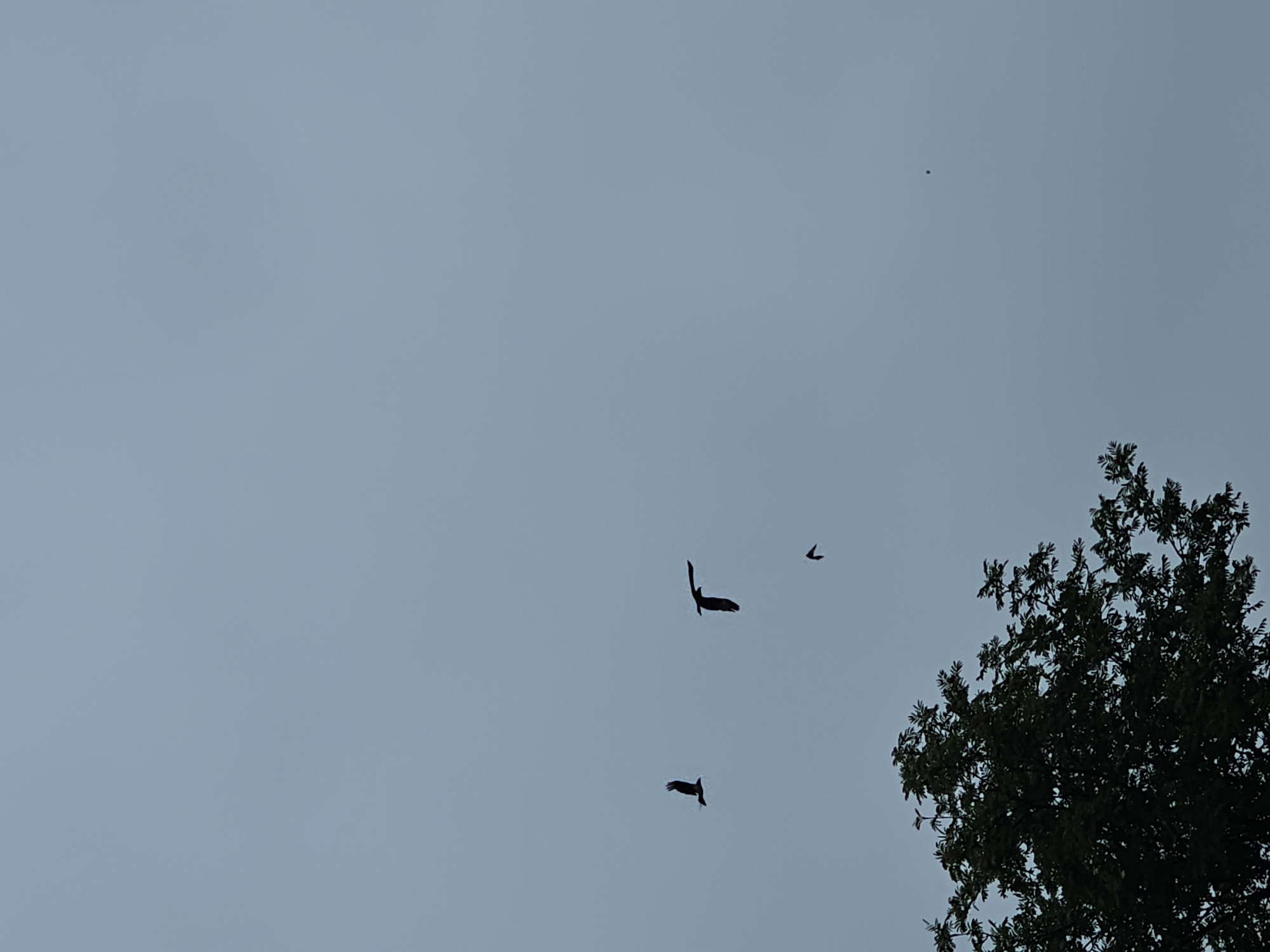 A wide shot depicts a cloudy, overcast sky above a tree with dark green foliage on the left side. Three birds are silhouetted against the sky, appearing to fly in formation. One bird is positioned to the left of the center, another directly in the center, and a third, smaller bird is below and slightly to the right of the center bird. A tiny, indistinct dark speck is visible in the far right of the frame, its nature is unidentifiable. The scene is rendered in muted tones, with the sky a pale blue-gray and the tree a dark, shadowy mass. No human figures or identifiable structures are present. The location in Kalinovka, Russia cannot be determined from the visual information provided.