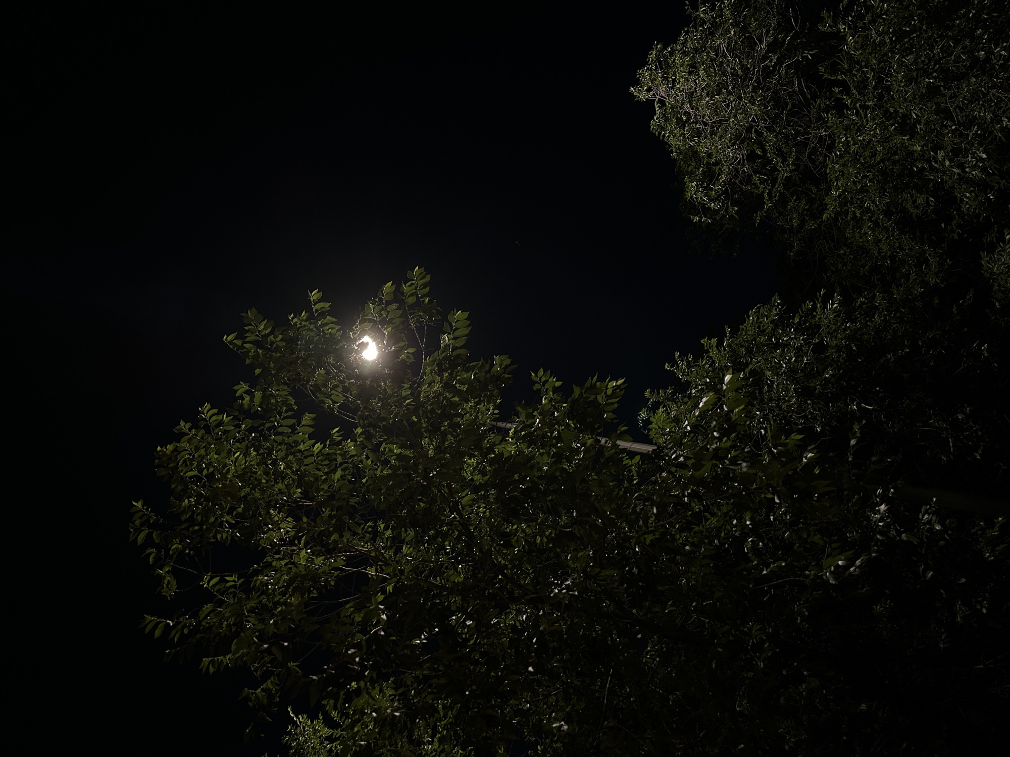 A streetlamp illuminates a portion of a large tree with dark green leaves against a black night sky. The light from the lamp casts a glow on the leaves closest to it, while the rest of the tree and the surrounding foliage are in shadow. The scene appears to be outdoors, likely in a park or residential area. The image does not contain any people or specific landmarks that would indicate its location within Kokshetau, Kazakhstan.