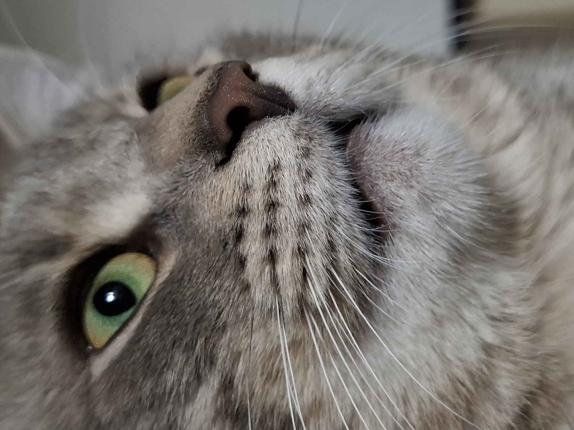 A close-up image shows a gray cat lying on its back. The cat has green eyes and a pink nose. Long white whiskers protrude from its face. The environment is unclear but can not be located in Novi Sad, Serbia.