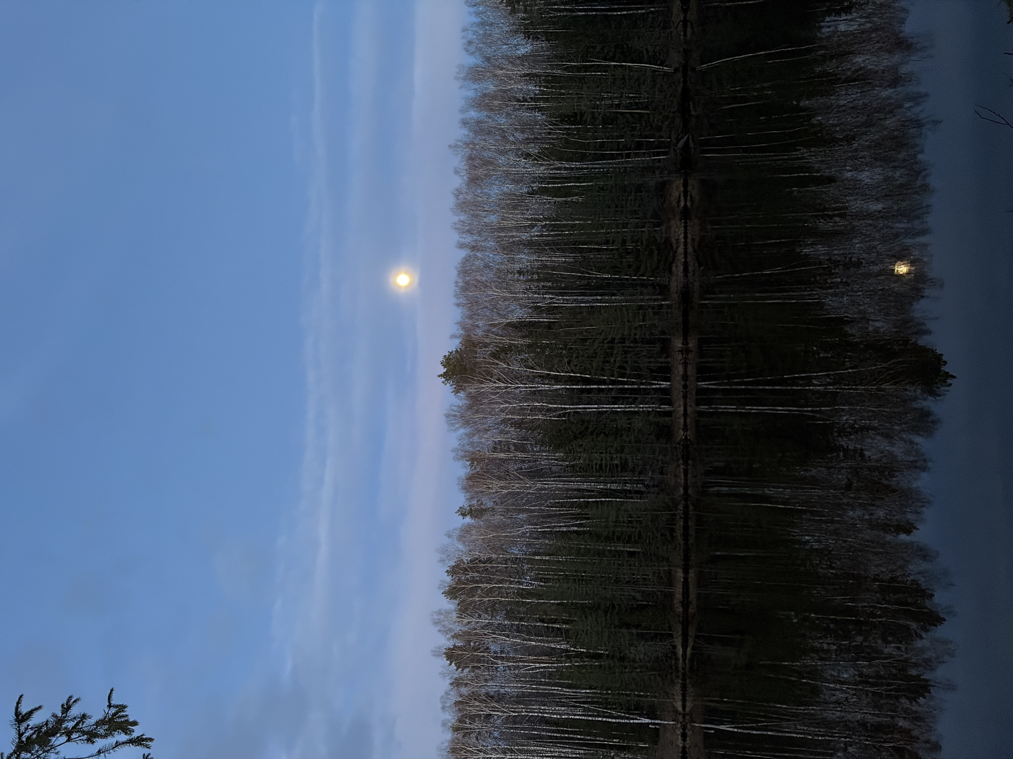 The image captures a serene twilight landscape in Мишкино, Russia, featuring a forest bordering a still body of water under a moonlit sky. The sky, a deep blue hue, dominates the upper portion of the scene, with faint, wispy clouds stretching across it. A bright, full moon shines prominently towards the left of the center, casting a soft glow.
Below the sky, a dense treeline stretches horizontally across the image. The foreground of the forest is characterized by numerous bare trees with light-colored trunks, likely birches, standing stark against the darker evergreen trees behind them. Their intricate branch patterns are visible against the sky.
The lower half of the image consists of the calm surface of a lake or river, which perfectly reflects the treeline and the moon above. The reflection of the moon appears as a shimmering, elongated light on the water's dark surface. The water is so still that the reflections appear nearly as clear as the actual objects. A few sparse branches from a coniferous tree are visible in the upper left corner, extending into the sky.
The overall atmosphere is tranquil and peaceful, characteristic of an early night or late dusk scene. There is no discernible activity or any visible text.