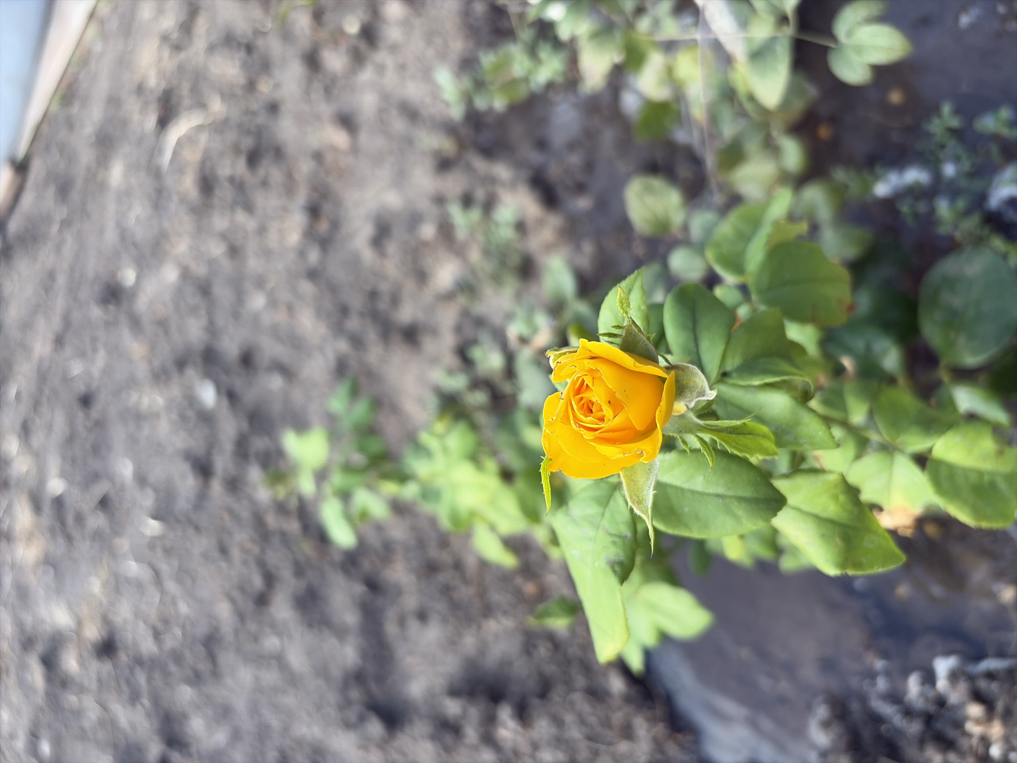 A close-up, shallow depth of field photograph shows a yellow rosebud with dew drops on its petals. The rosebud is centered in the lower half of the frame and is surrounded by green leaves and stems. The background is out of focus and appears to be a patch of dark, moist soil with some small green plants. The scene suggests a garden or natural outdoor environment, potentially in or near Oxentea, Moldova, given the context. No people or animals are visible, and no specific actions are taking place. The lighting is natural, suggesting daylight.