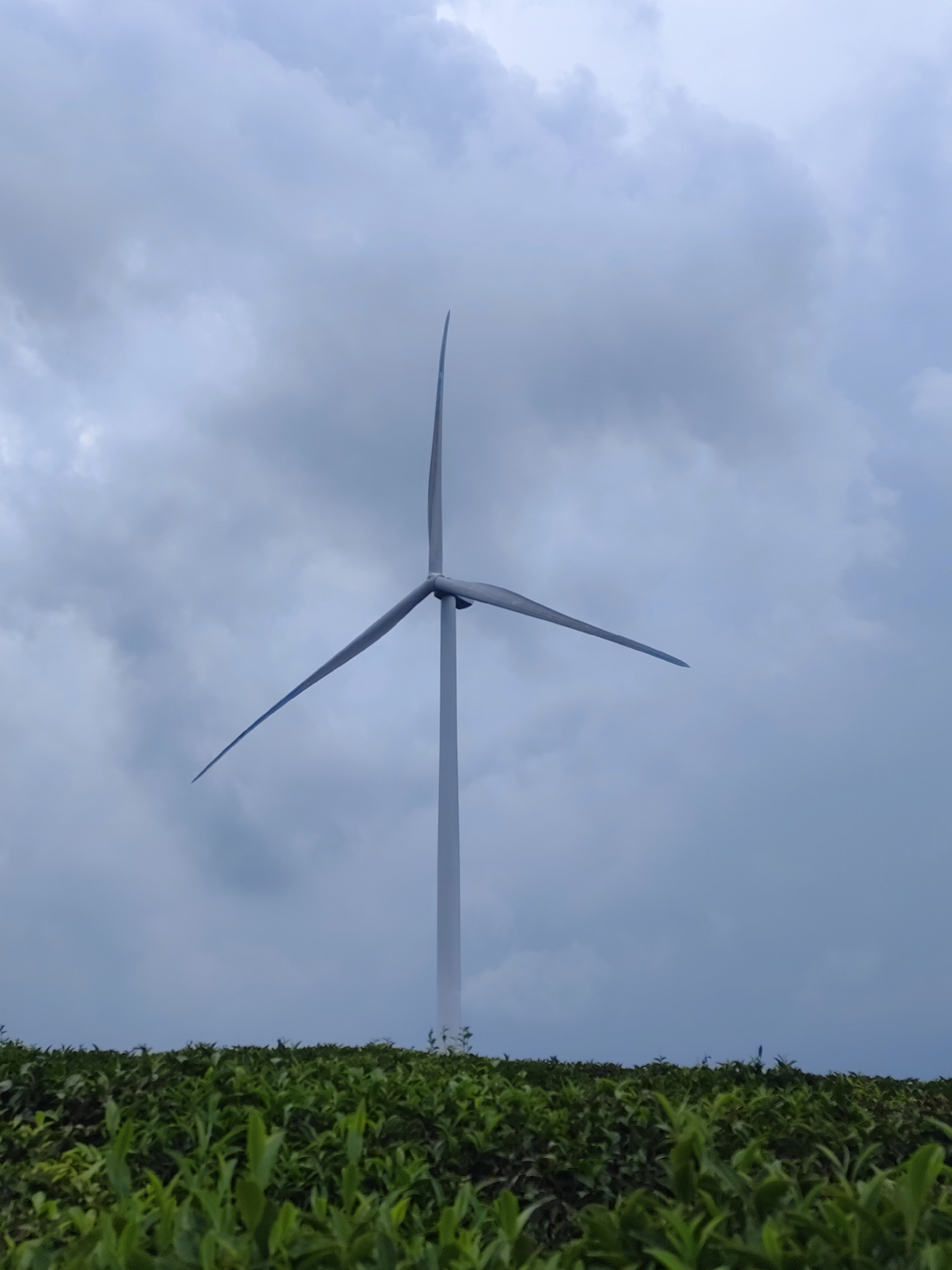 A medium, eye-level shot shows a single wind turbine in front of a cloudy sky. The wind turbine is white/grey and has three blades. In the foreground there is a thick, green tea field. The location is Phát Chi, Vietnam. No people are present. The wind turbine is stationary.