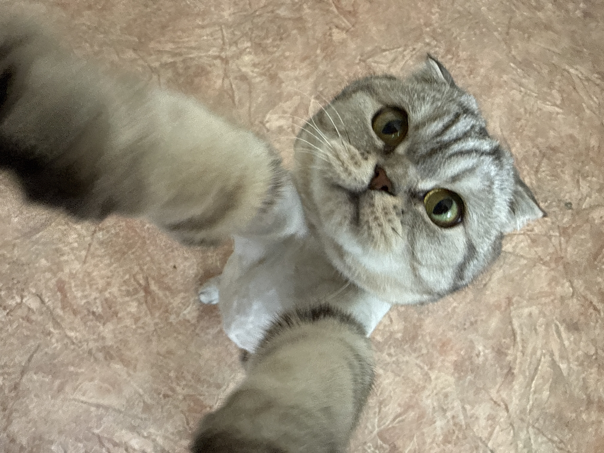 A gray tabby Scottish Fold cat is seen from a low angle, suggesting it is standing or sitting and looking upwards towards the camera. The cat's front paws are visible, blurred and out of focus, suggesting they are close to the camera, possibly attempting to interact with it. The cat's eyes are open, alert, and looking directly into the camera. The background is a blurry surface, possibly a floor or table, with a textured pattern. The location is Unknown, Unknown.