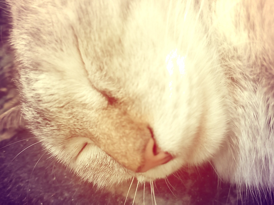 A close-up, overexposed photograph shows the face of a sleeping tabby cat. The cat's eyes are closed, and its pink nose is visible, along with its whiskers. The fur is light brown and white with darker tabby stripes. The background is dark and out of focus. The image does not provide any information about the location of Angren, Uzbekistan.