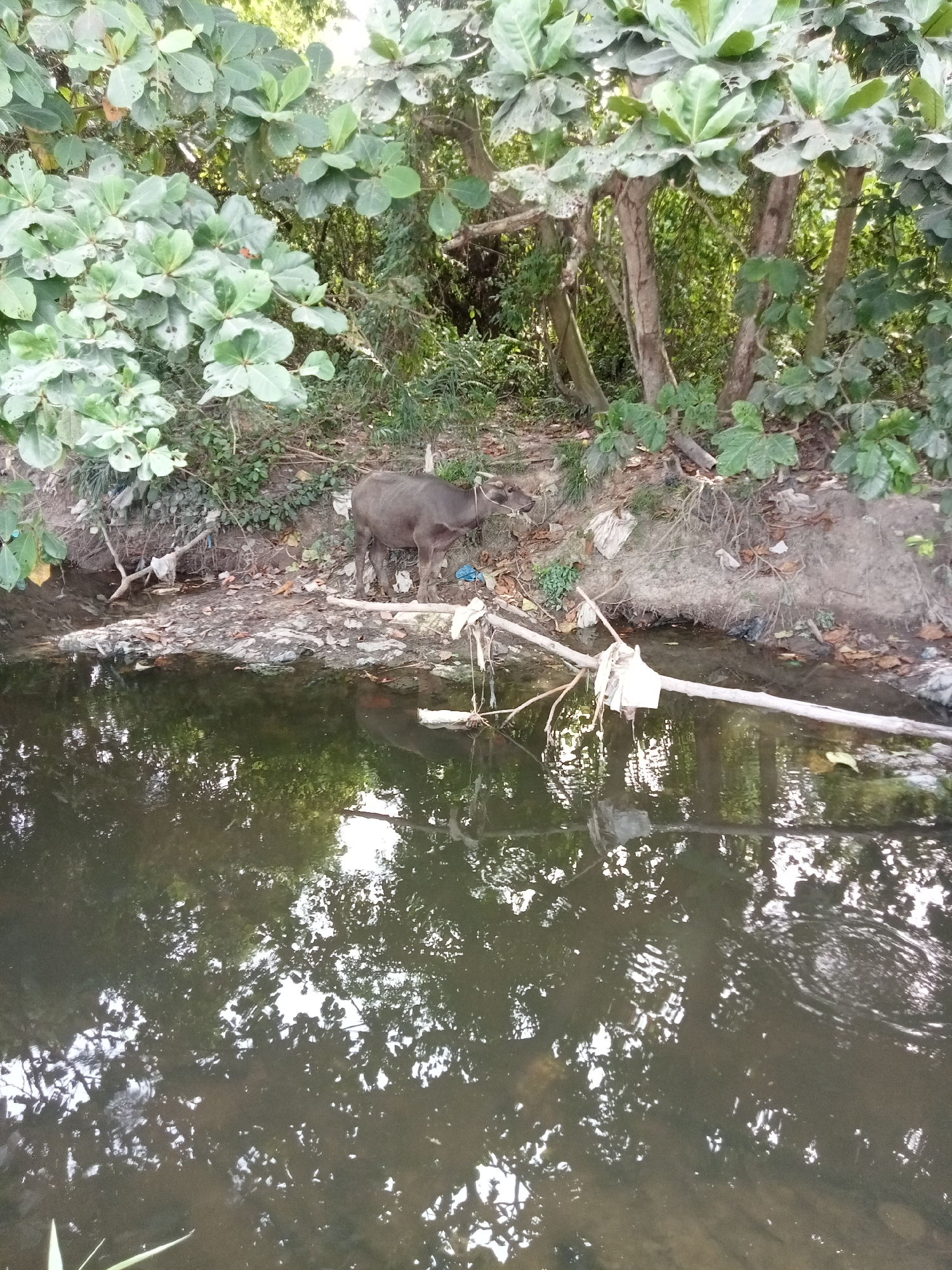 A medium shot captures a water buffalo standing on the bank of a murky stream. The buffalo is a dark gray color and is facing to the right of the frame. The stream bank is littered with various pieces of trash, including plastic bags and wrappers. Green foliage and trees are visible on the left and in the background. The water of the stream is dark and reflects the surrounding vegetation and sky. A fallen branch, adorned with white plastic bags, spans across the water in the foreground. The scene appears to be located in a natural or semi-natural environment, possibly on the outskirts of Teluk Kenidai, Indonesia, given the context.