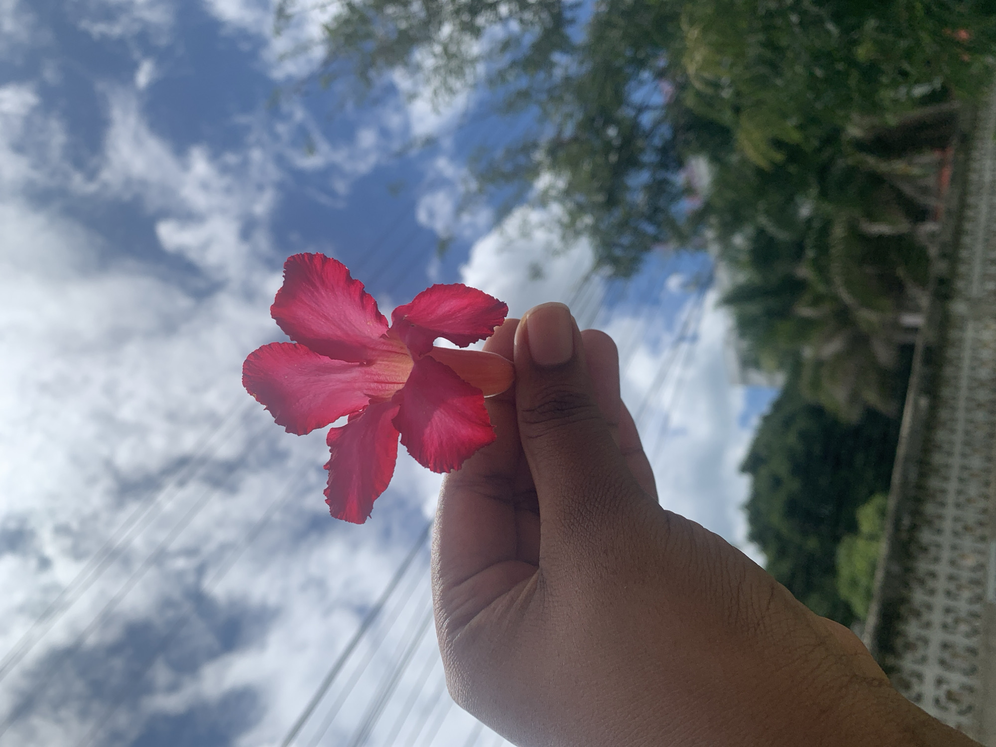 A red flower with five petals is being held up to the sky by a person's hand. The sky is blue with white clouds and is visible in the background. In the far background are green trees, power lines, and a concrete wall. The photograph was likely taken in an urban area in Tanzania, specifically Dar es-Salaam.