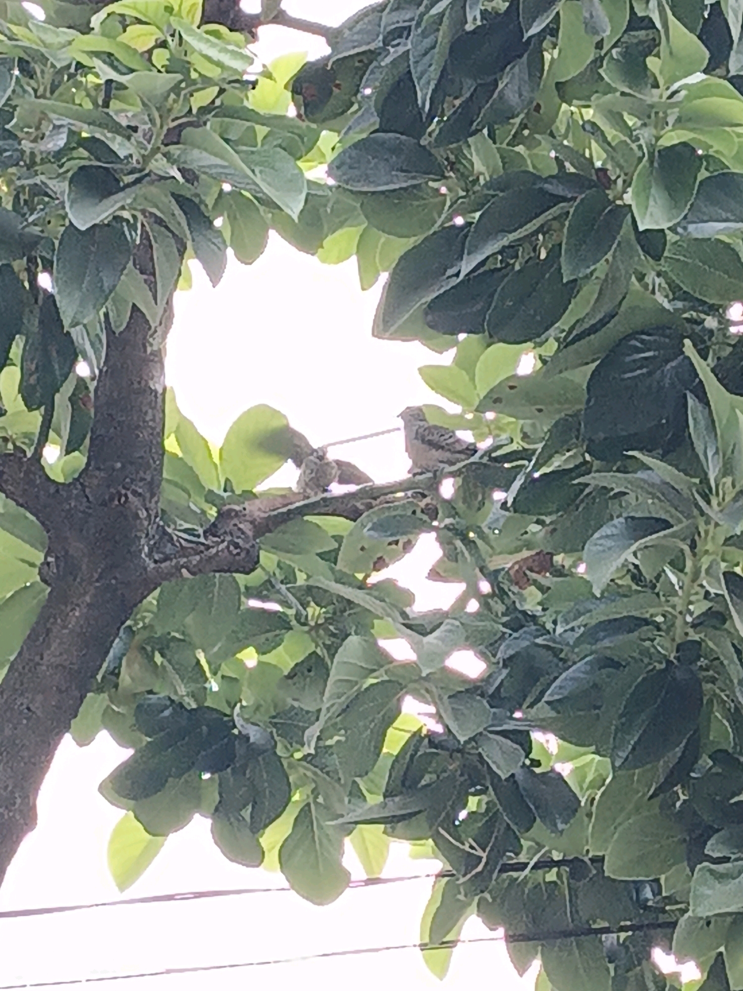 This image depicts a close-up view of a tree branch, laden with lush green leaves, in Ketegan, Indonesia. Two small birds, possibly sparrows, are perched on the branch, with one seemingly looking towards the viewer. The bright sunlight filters through the leaves, creating a dappled effect and illuminating the scene. The background is a blur of light and foliage, suggesting an outdoor environment within the city. The focus is on the natural elements, capturing a moment of tranquility amidst the urban landscape.
