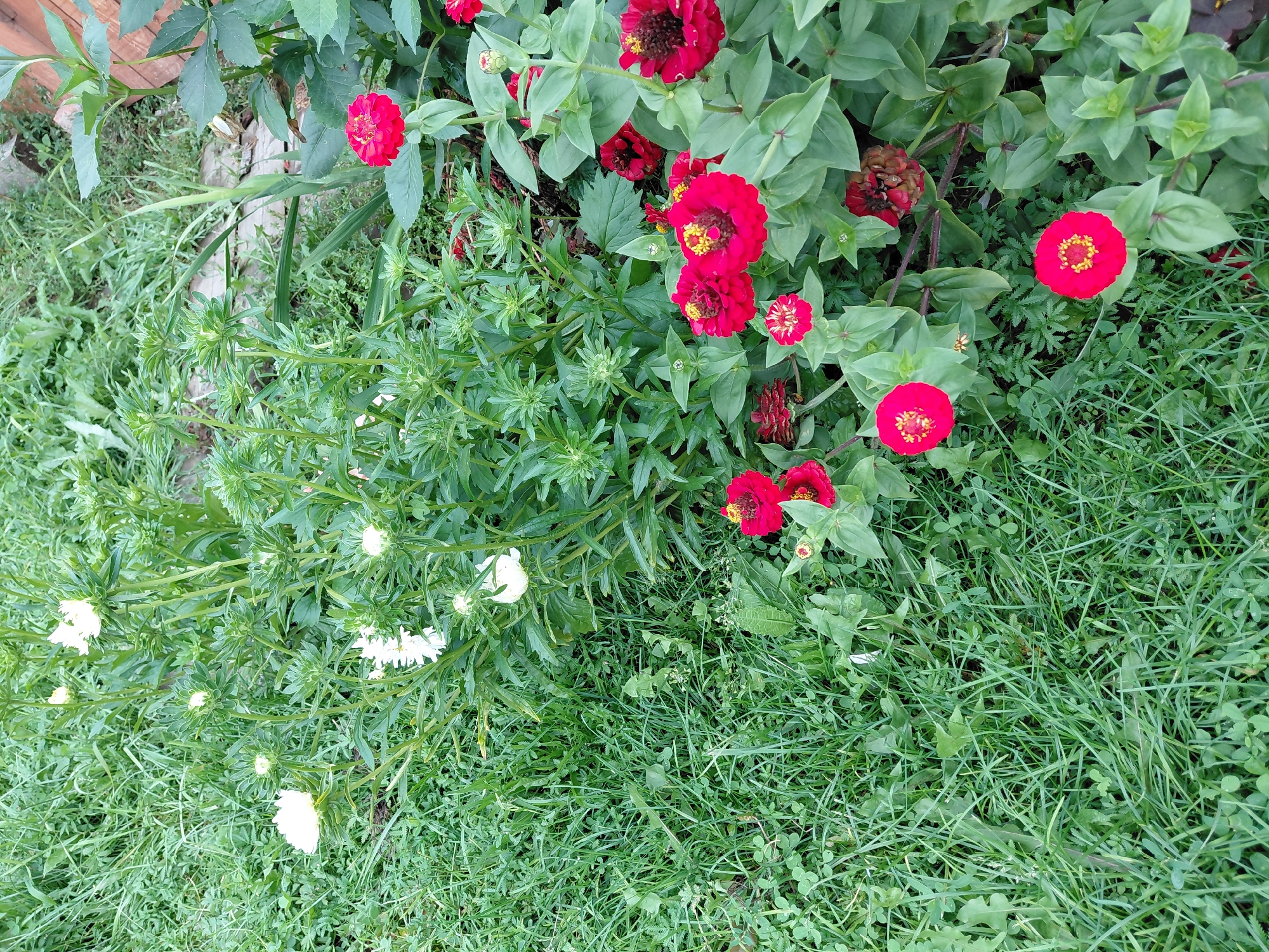 The image shows a close-up, high-angle shot of a garden with abundant greenery and flowers. In the foreground, on the right side, are several vibrant red zinnias with yellow centers, some in full bloom and others as buds. The flowers are surrounded by lush green leaves. To the left of the red zinnias, interspersed with tall green stalks and leaves, are white flowers, some fully open and others in bud. The ground is covered in thick, green grass, with some smaller plants and clover visible. The background is a blur of more greenery, suggesting a dense garden environment. The scene is static, with no people or animals present. The lighting appears to be natural daylight, creating some shadows. The image conveys a sense of natural growth and a well-tended garden space. There is no visible indication that this scene is located in Malinovka, Russia; it is a general garden scene.