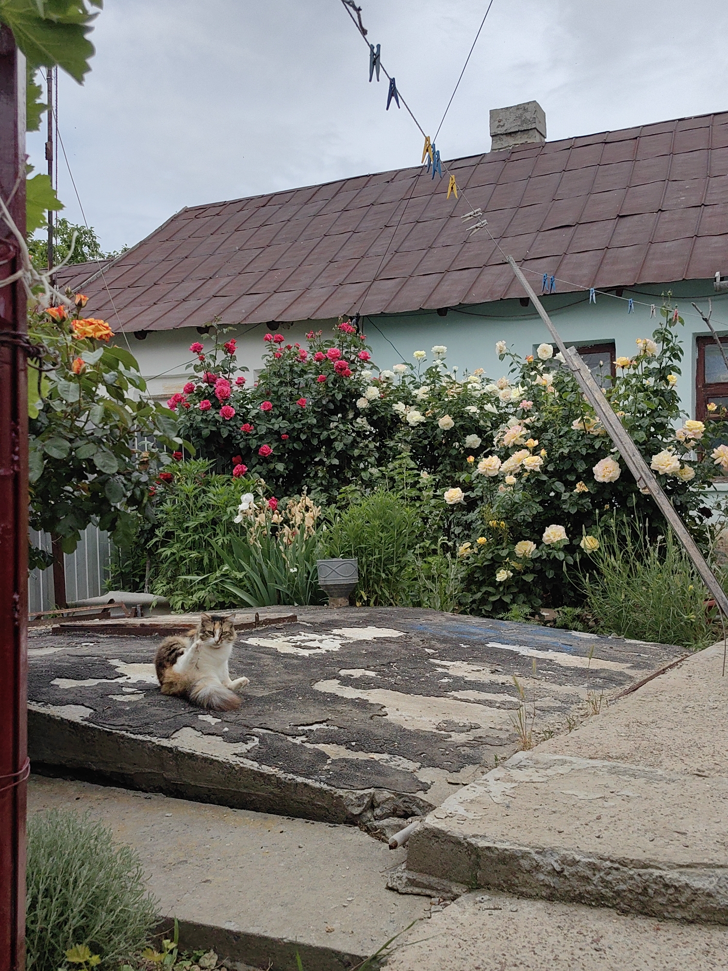 A calico cat with white, brown, and black markings sits on a weathered concrete surface in front of a house. The cat is facing the camera, with its tail curled around its body and one paw resting on the surface. Behind the cat, a lush garden is in bloom with numerous rose bushes. The roses are a mix of vibrant pink and soft yellow, creating a colorful backdrop. The house itself has a reddish-brown tiled roof and pale blue siding. Clotheslines with clothespins are strung across the top of the image, above the house. The overall scene suggests a peaceful, outdoor setting in a residential area.