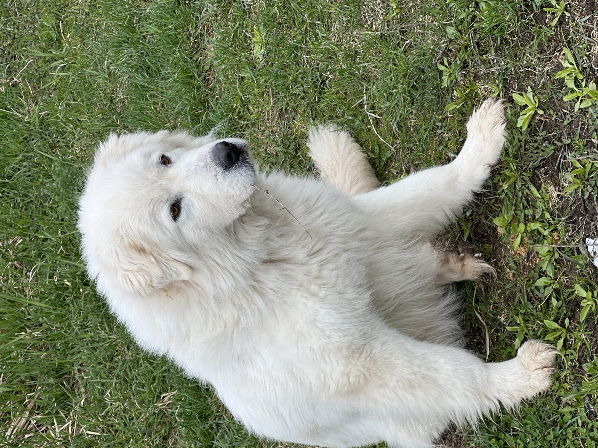 A large, white, long-haired dog is lying on green grass. The dog is looking upwards with brown eyes. A small twig is near its mouth. The dog's paws are visible on either side of its body. The background consists of green grass and some small weeds. The location is not discernible from the image. The city of Chaikovsky, Russia, cannot be confirmed.