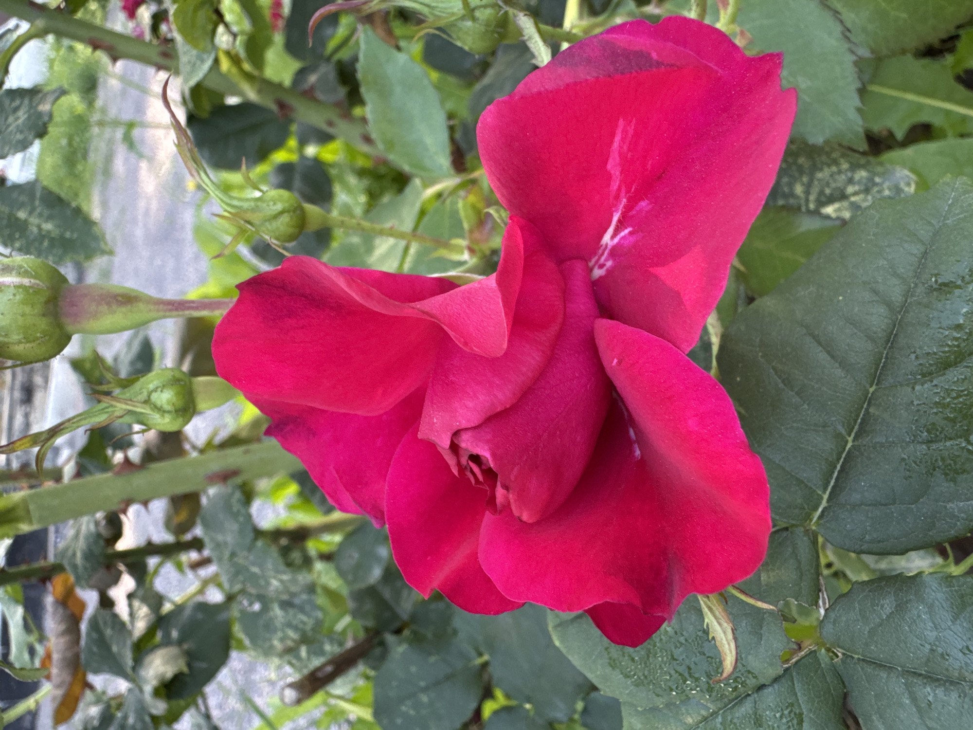 A close-up shot of a vibrant pink rose in bloom. The rose is the central focus, with its petals unfurling and showcasing a rich, saturated color. Some of the petals have a slight sheen, possibly from dew or recent watering. The background consists of green rose leaves and stems, some of which are dotted with small thorns. Several green rosebuds are visible among the foliage, indicating the plant is in its prime growing season. The overall setting appears to be a garden or outdoor cultivated area, with a blurred background that suggests a natural or landscaped environment. The image was captured in Steklyannyi, Russia.