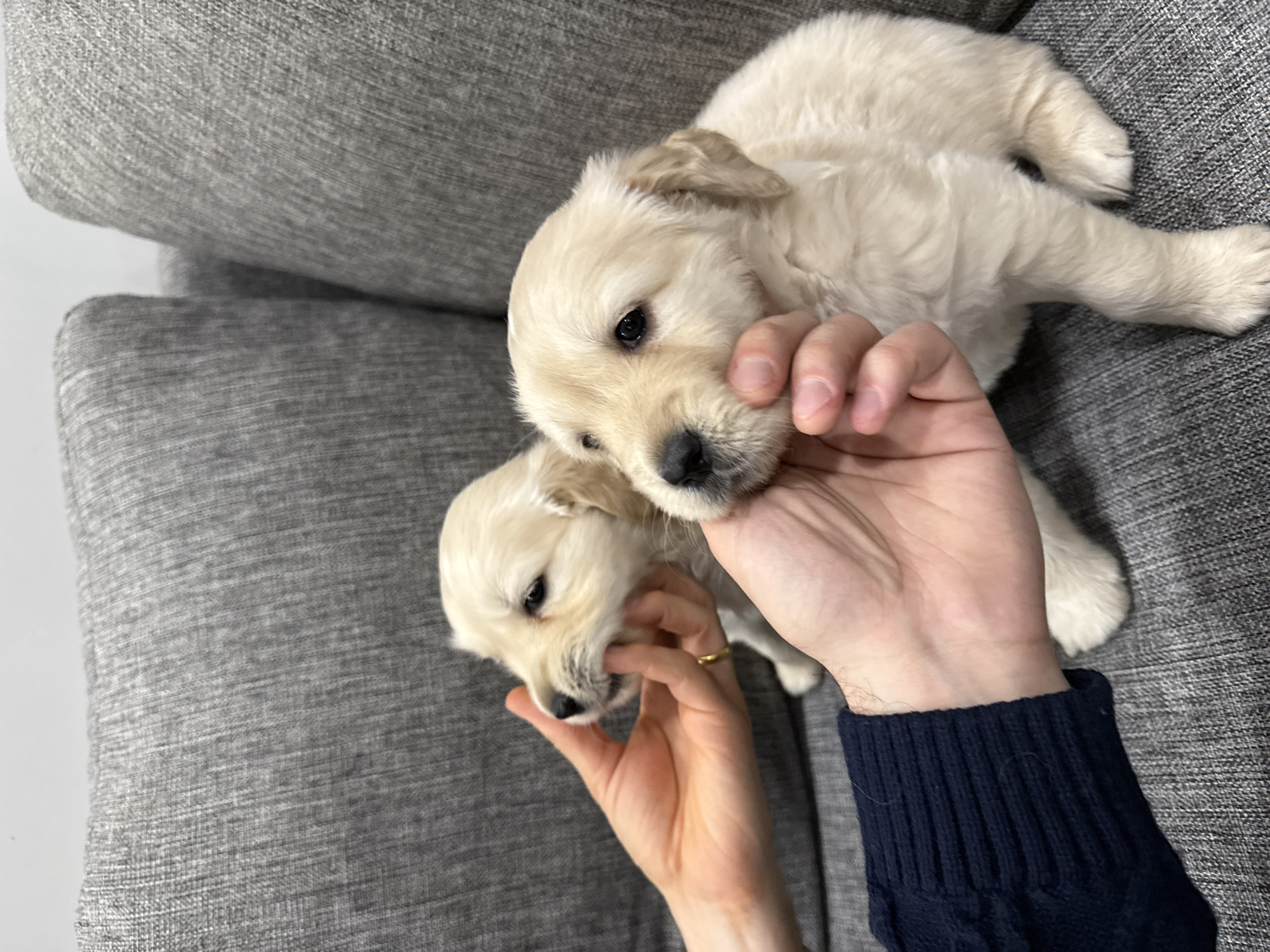 Two light-colored golden retriever puppies are positioned on a gray, textured sofa or couch. A hand is holding the face of the puppy at the top, while another hand is being playfully nipped by the lower puppy. A person is wearing a dark blue, possibly navy, knitted sweater. There is no indication that this photo was taken in Yerevan, Armenia.