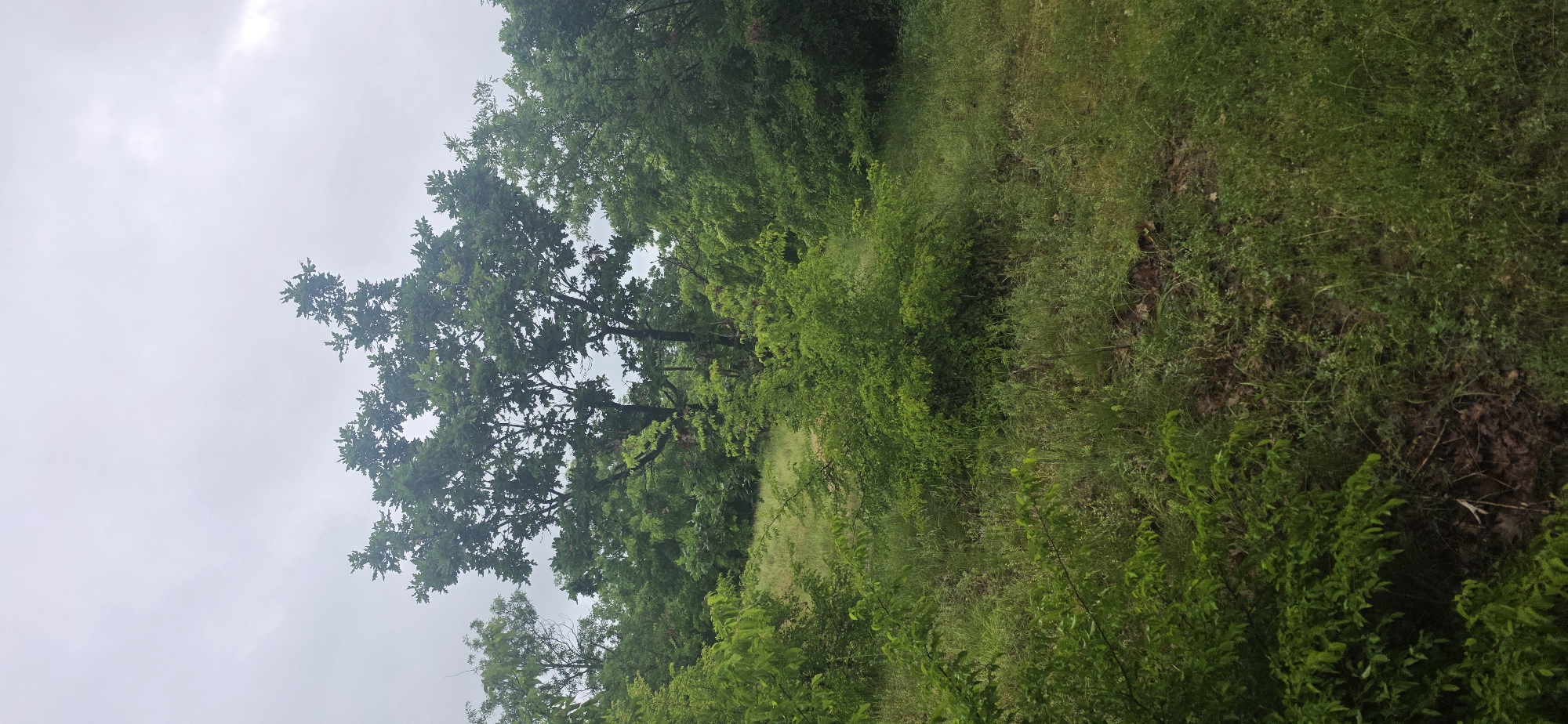 The image depicts a landscape scene in Chernitsa, Bulgaria. A large tree with full, green foliage dominates the left side of the frame, its branches extending towards the cloudy sky. To the right of the tree, the ground is covered in varying shades of green grass and vegetation, transitioning from a lighter, grassy area to a denser, darker green patch. The overall impression is one of a natural, overgrown area, possibly on the outskirts of the village. No people, animals, or distinct objects are visible. The scene appears to be still and quiet.