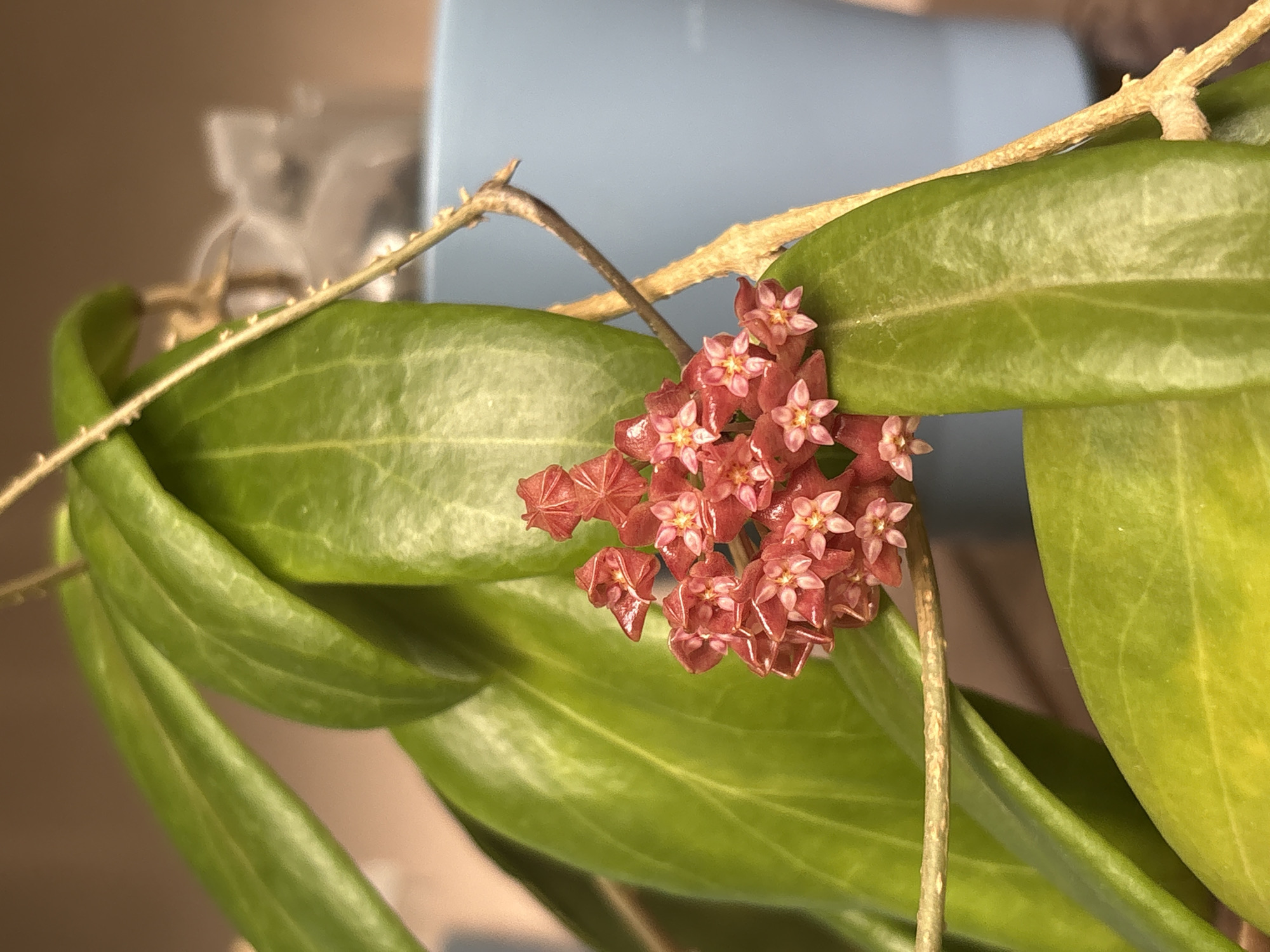 A close-up shows a cluster of small, reddish-pink hoya flowers with five-pointed petals in the center of a leafy green hoya plant. The leaves are thick and oval, with a smooth texture. A thin, brown vine runs through the plant. A blurry blue object sits in the background.
