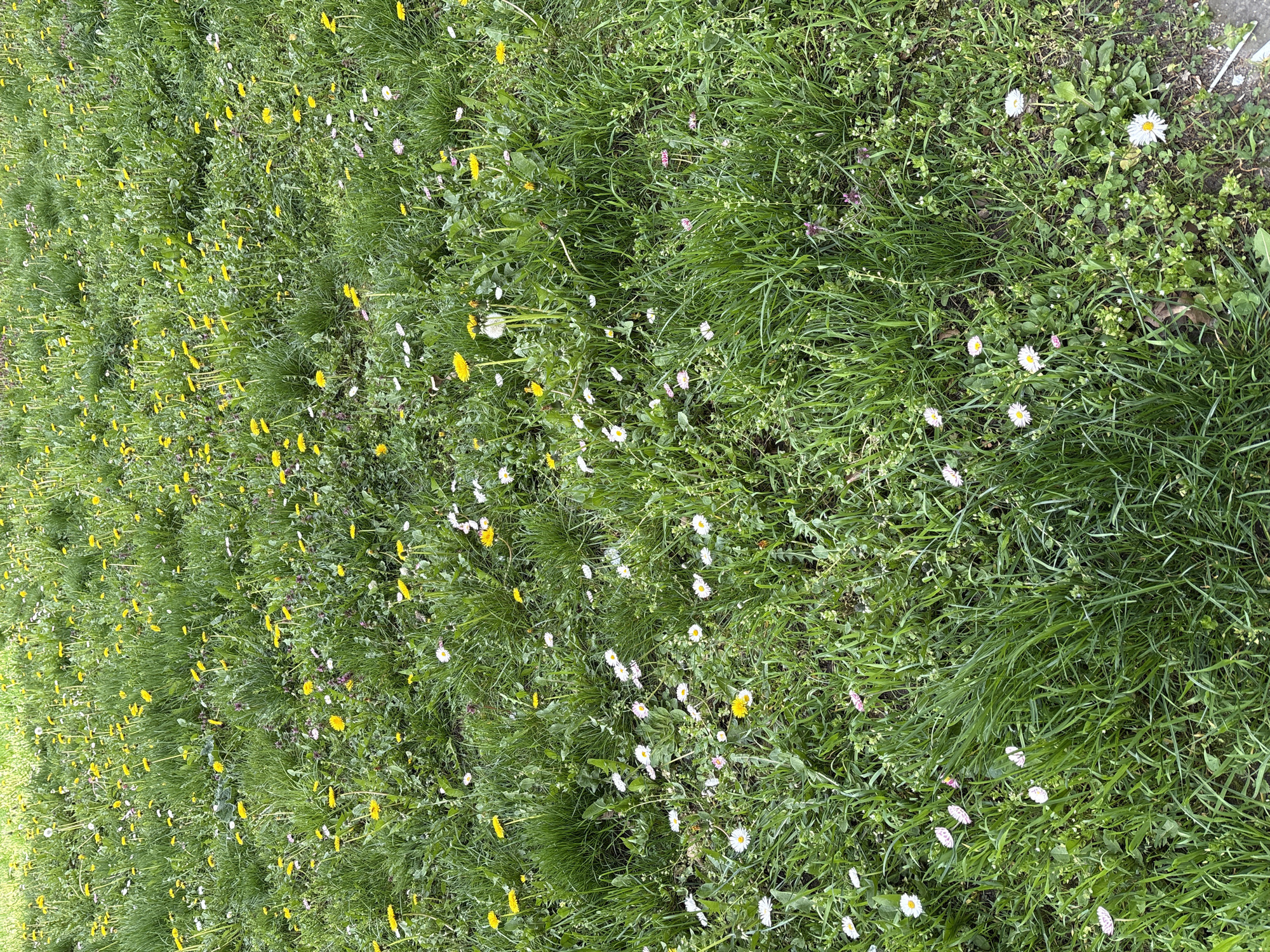 The image shows a patch of grass, likely in a field or park, with a mix of green grass, dandelions (yellow flowers), and daisies (white flowers). The grass is relatively tall and unkempt. The location is specified as Panagyurishte, Bulgaria, though there are no specific features in the image to confirm it.