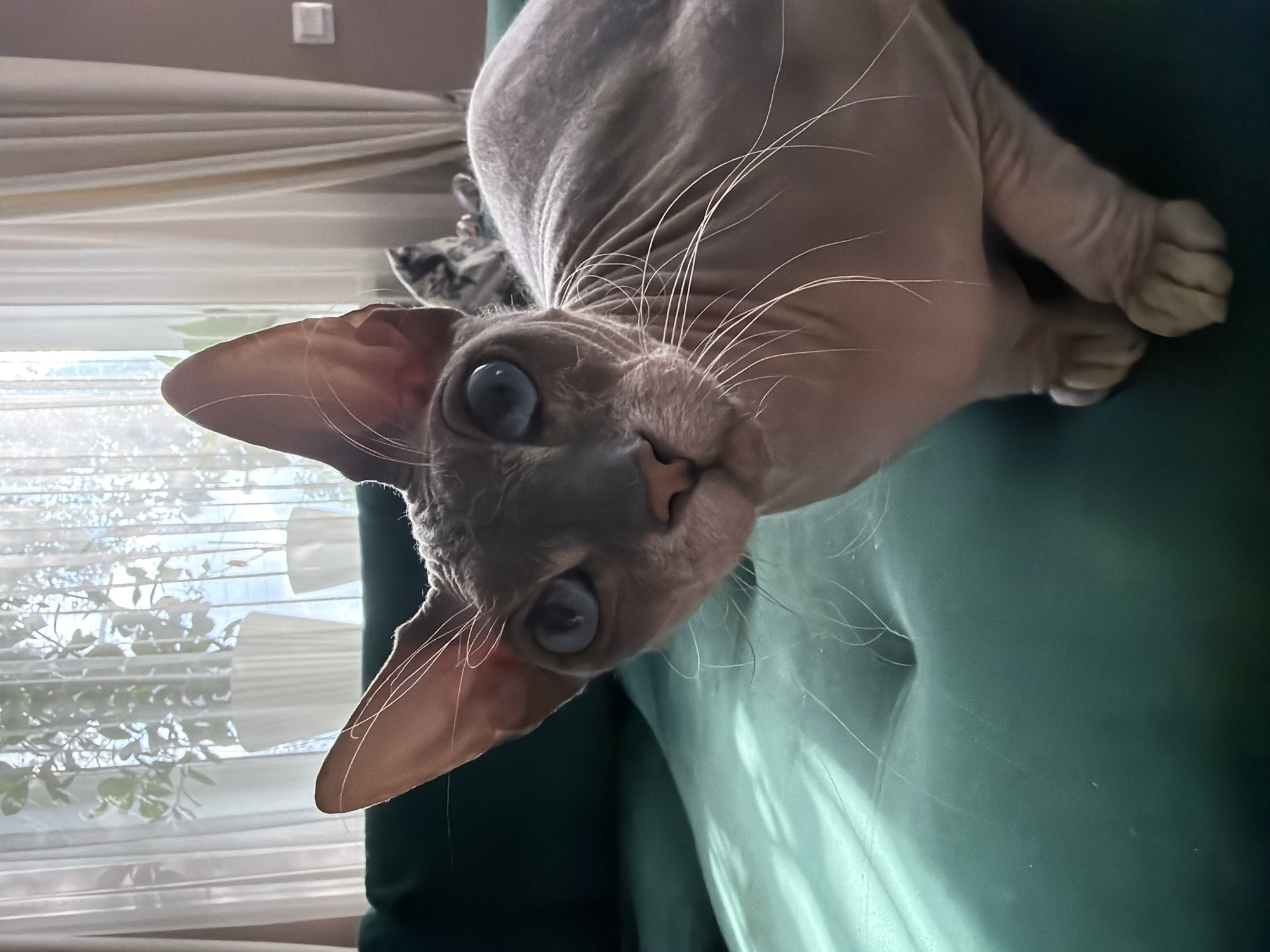 A grey Sphynx cat with bright blue eyes is the subject of this close-up indoor photograph. The cat is positioned on a dark green tufted sofa, its body angled slightly towards the right side of the frame. Sunlight streams in from the left, casting a green-tinted shadow across the sofa. In the background, sheer white curtains hang near a window, with faint outlines of potted plants visible through them. A second, less distinct cat can be seen lying on the sofa behind the main subject. The scene appears to be set in a residential living room.