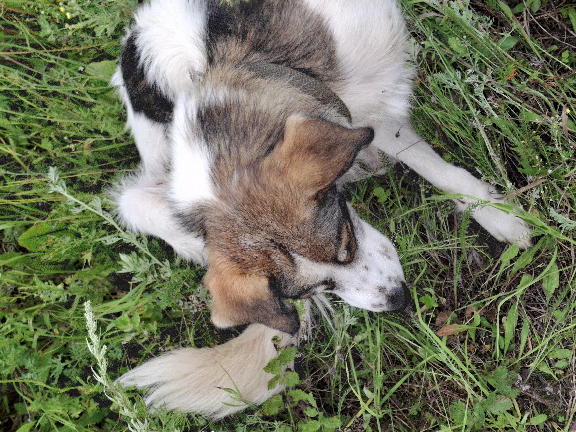 A medium shot shows a dog lying on its side in lush green grass. The dog has a fluffy tail and fur with patches of white, brown, and black. Its head is resting down with its eyes closed, and its nose is speckled with white. A green collar is visible around its neck. The background is filled with dense green vegetation, indicating an outdoor setting likely in Malyi Bukor, Russia.