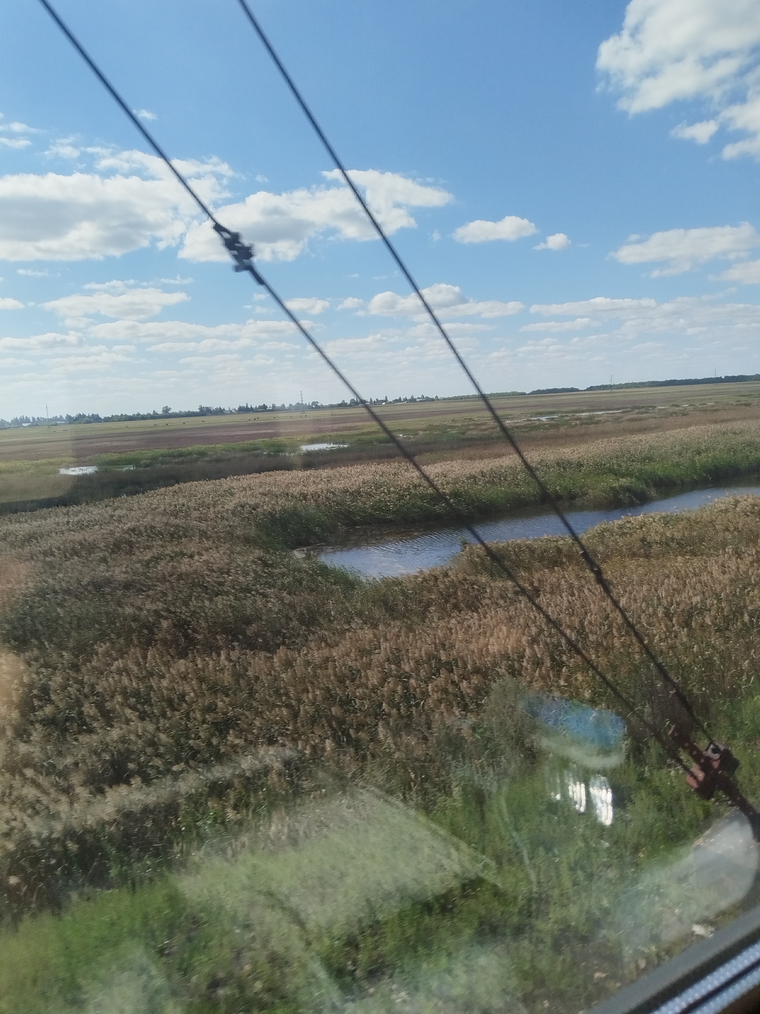 The image captures a wide-angle view of a marshy landscape under a bright, partially cloudy sky. Several dark wires, likely part of an overhead power line, traverse the frame diagonally from top to bottom, with a visible connector on one of them. The foreground shows green grass, possibly on the side of a road or railway, and a glass surface reflecting the sky and surrounding vegetation.
The middle ground is dominated by a vast expanse of dry reeds or tall grasses, interspersed with calm bodies of water. These water features are sinuous, suggesting a stream or channel winding through the marsh. The reeds are a pale brown or tan color, indicating they are likely mature or dried.
In the background, the landscape transitions to more cultivated fields or plains, with patches of green and brown. A distant line of trees marks the horizon, and a few power transmission towers are visible, suggesting the presence of infrastructure in the distance. The sky is a vibrant blue, with scattered white cumulus clouds.
The scene appears to be taken from a moving vehicle, likely a train or car, due to the slight blur and the reflection on the glass surface in the foreground. The overall impression is of a rural, possibly undeveloped, natural environment. The location is identified as Korneevka, Russia.