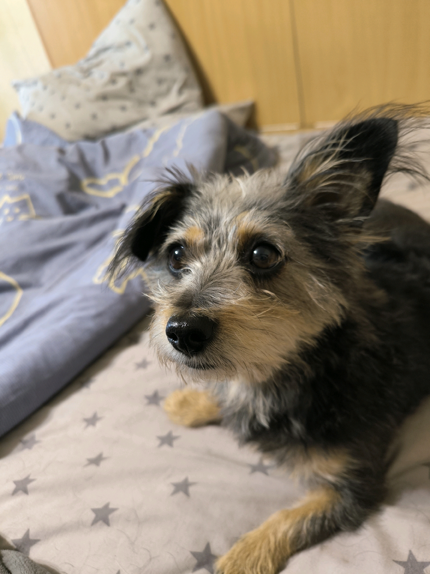 An upward angle, close-up shot captures a small, scruffy terrier-mix dog with tan and black fur lying on a bed. The dog has prominent, alert ears that are partially furred and stand up, with the tips flopped over. Its eyes are dark and appear to be looking directly at the camera. A shiny black nose is visible, slightly off-center. The dog's face is a mix of tan and gray fur, with darker markings around the eyes. Its body appears to be dark brown and black. The dog is resting on a light-colored bedspread with a pattern of small gray stars. In the background, a rumpled blue blanket with a yellow pattern is visible, and behind that, a pillow with a gray and white speckled pattern rests against a wooden headboard. The lighting suggests an indoor environment, possibly a bedroom. There is no discernible indication of the specific location within the city of Mykolaiv, Ukraine.