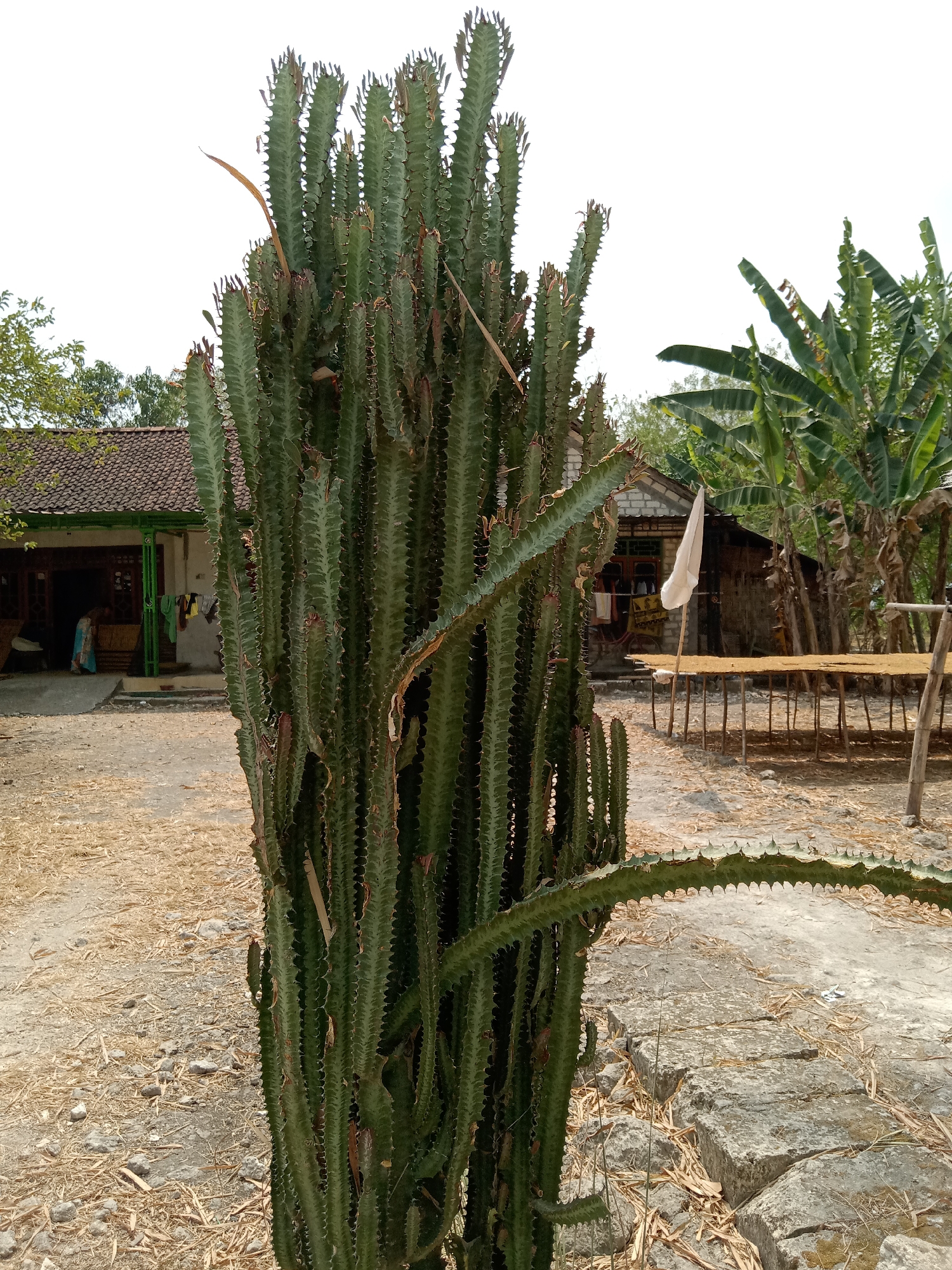 A tall, multi-stemmed columnar cactus dominates the foreground of this outdoor scene, casting a slight shadow. The cactus is a deep green with prominent ribs and sharp spines along its edges. Several dry, brown leaves are attached to the cactus stems.
In the middle ground, a modest, single-story house with a brown tiled roof and white-painted trim is visible. The house appears to have an open-air porch with green pillars. A woman wearing a blue and white patterned garment is standing near the entrance of the house, and several items of clothing are hanging on a clothesline to the right of the porch. Adjacent to the house, a wooden structure with a flat top, supported by numerous wooden posts, is situated outdoors, potentially for drying purposes. A white flag or cloth is tied to a pole in front of this structure.
The environment surrounding the house and cactus appears to be dry and somewhat arid. The ground is covered with dry, straw-like vegetation, dirt, and scattered rocks. In the background, there are several large banana trees with broad green leaves. The sky is overcast with a bright white hue.
The scene is set in Jumput, Indonesia.