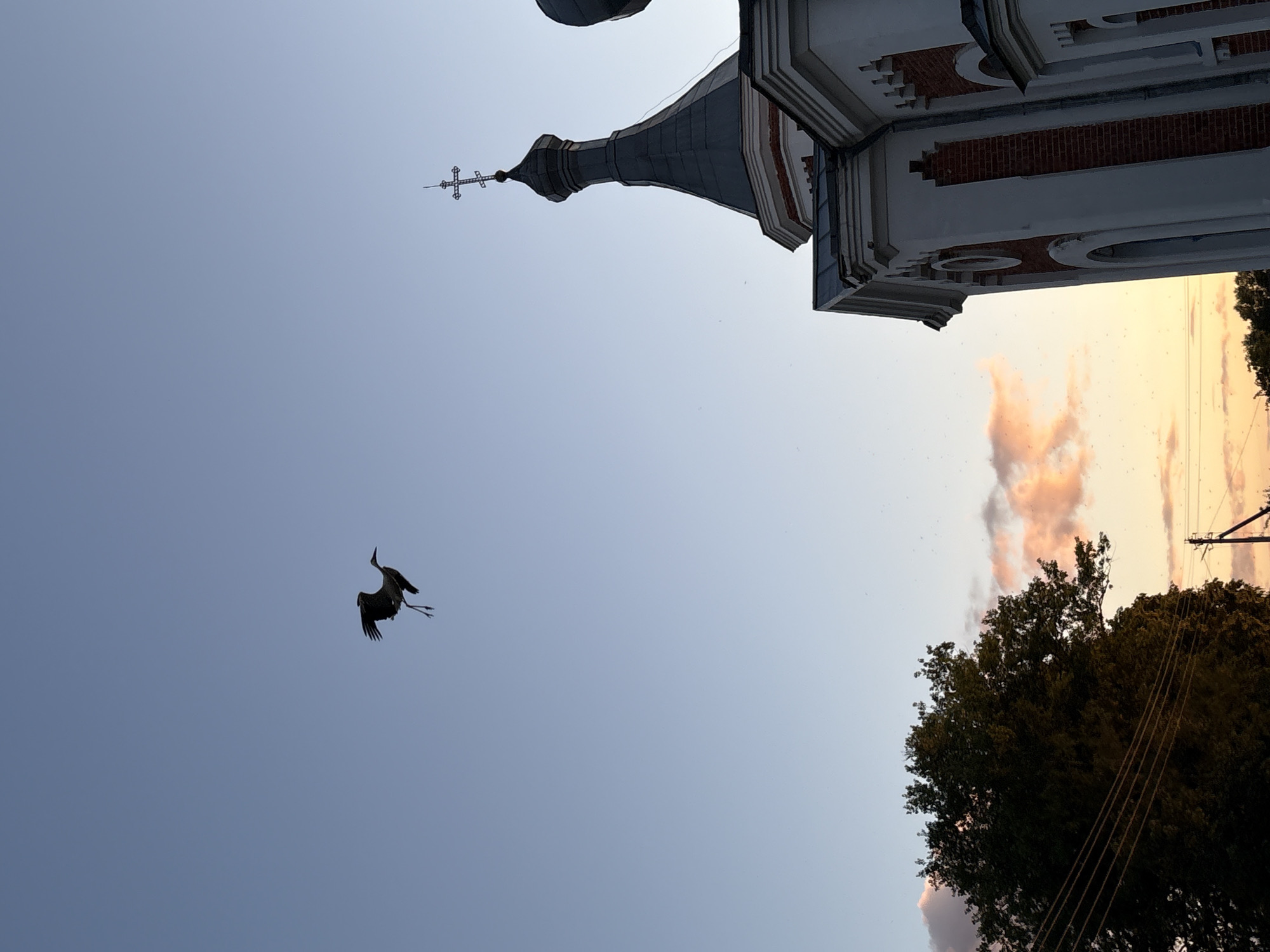 An image captured from below shows a bird in flight against a clear blue sky, with the architectural elements of a church and a tree visible on the right and left sides respectively. The bird, silhouetted against the sky, appears to be a stork, with its wings outstretched in mid-flight and its legs extended downwards. The church, partially visible on the right, features a distinctive onion dome topped with a cross, characteristic of Orthodox churches. Its facade is adorned with red brick and white plaster detailing, with arched windows. On the left, a large, dark green tree dominates the foreground, its branches reaching towards the sky. In the background, a few wispy clouds are illuminated by the warm hues of sunset. The scene appears to be set in a rural or semi-rural environment, potentially a village or town in Belarus, given the architectural style of the church.