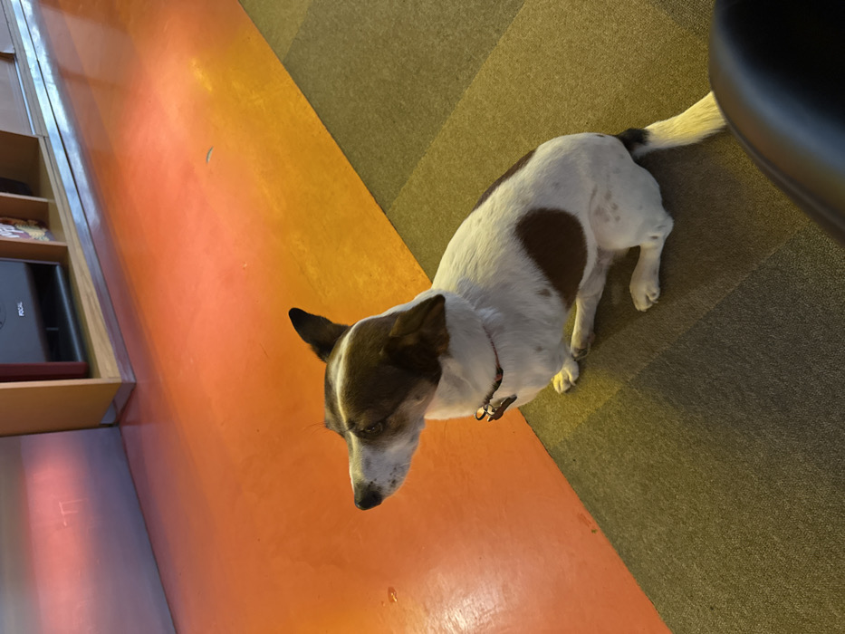A small, white dog with brown markings on its head and a distinct brown patch on its right flank is sitting on a dark olive-green carpeted floor in a venue in Yerevan, Armenia. The dog, wearing a red collar with a metallic tag, is positioned facing left, away from the camera. To the dog's left, the floor transitions to a bright, reflective orange surface, which reflects warm, reddish light. In the background, a light-colored wooden shelving unit is visible, containing an audio speaker with "FOCAL" branding and other items. A metallic grey panel is situated to the left of the shelving unit. A dark, possibly leather, object, consistent with furniture, is partially visible in the bottom right foreground.
