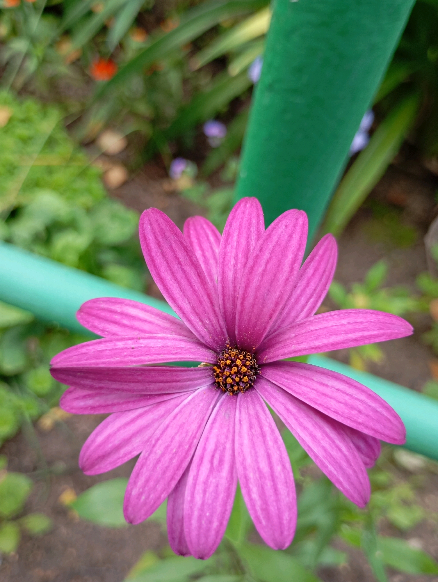 A close-up, eye-level shot focuses on a vibrant pink daisy with a dark center, its petals fanning outwards. The flower is positioned in the lower-middle section of the frame. In the background, out of focus, are green leaves and garden elements. A bright green pole runs diagonally across the right side of the image, with a lighter green tube or hose running horizontally across the lower-left quadrant. The overall lighting suggests daylight, likely outdoors in a garden setting, with soft focus on the background elements to draw attention to the flower. No people or text are visible. The location context is Chaikovsky, Russia.